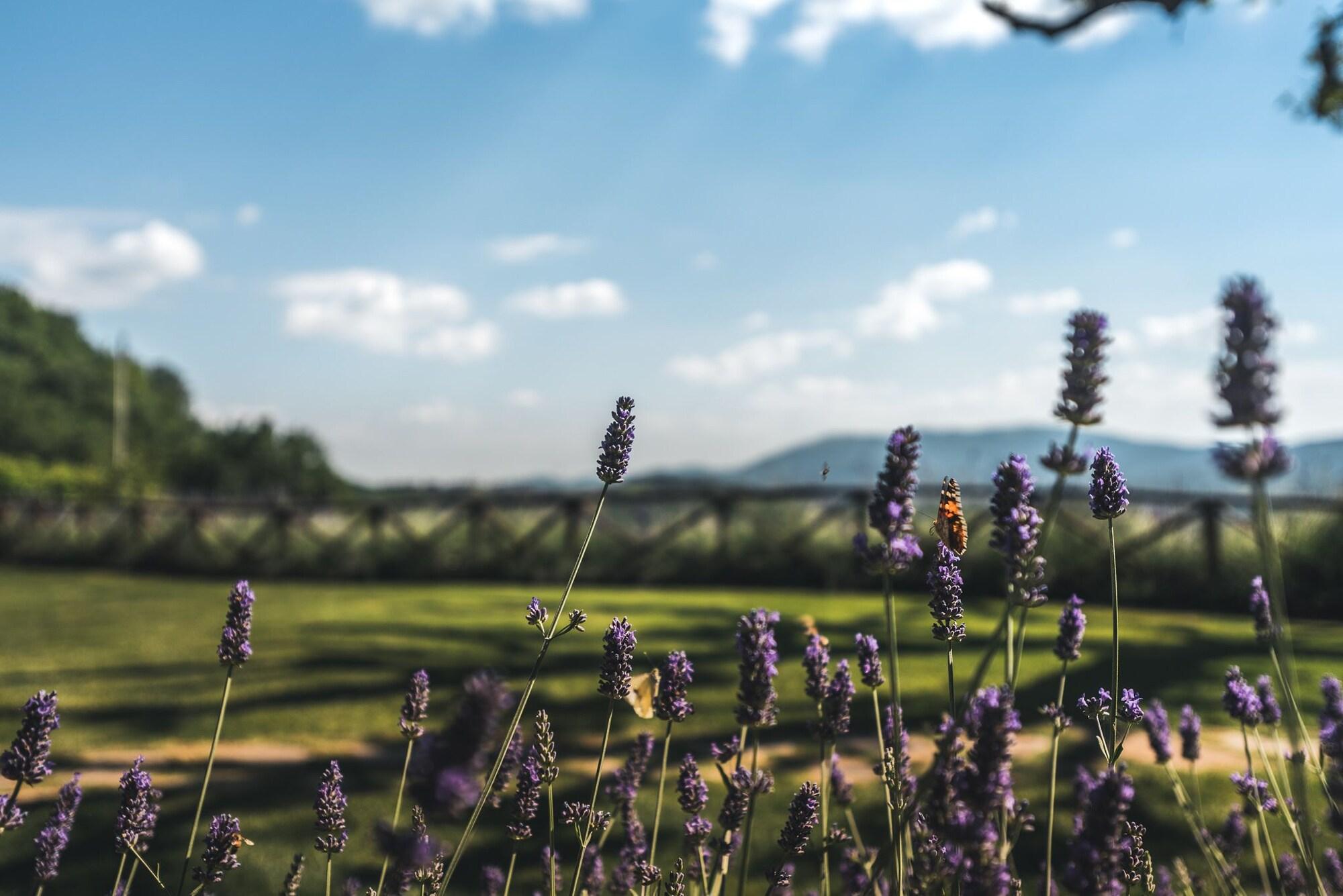 Nikis Resort by null