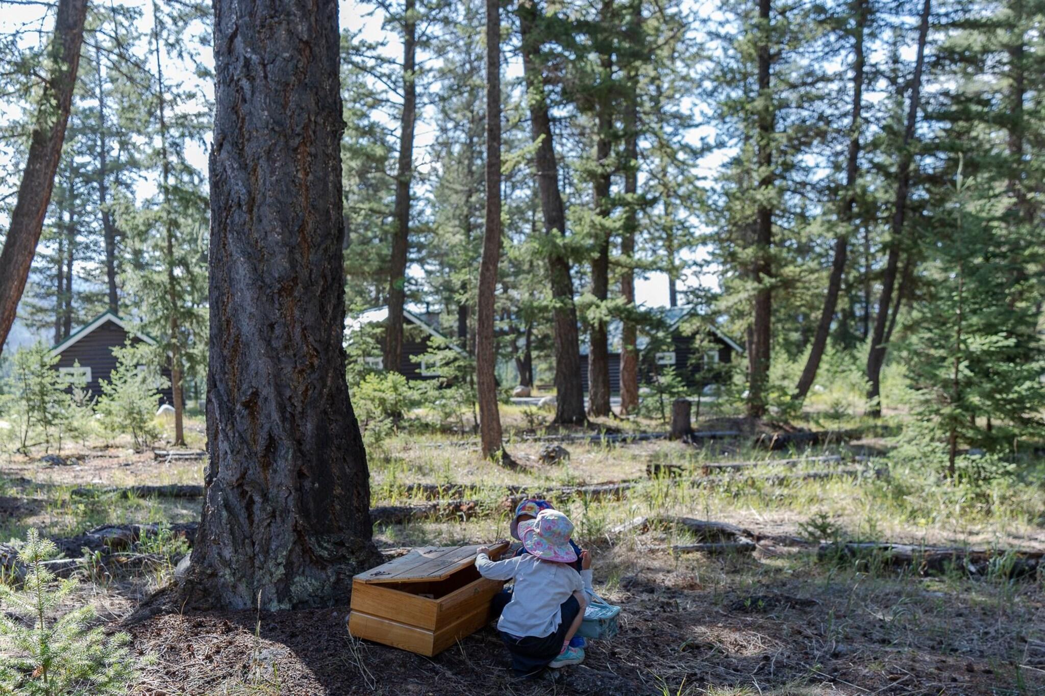 Pine Bungalows