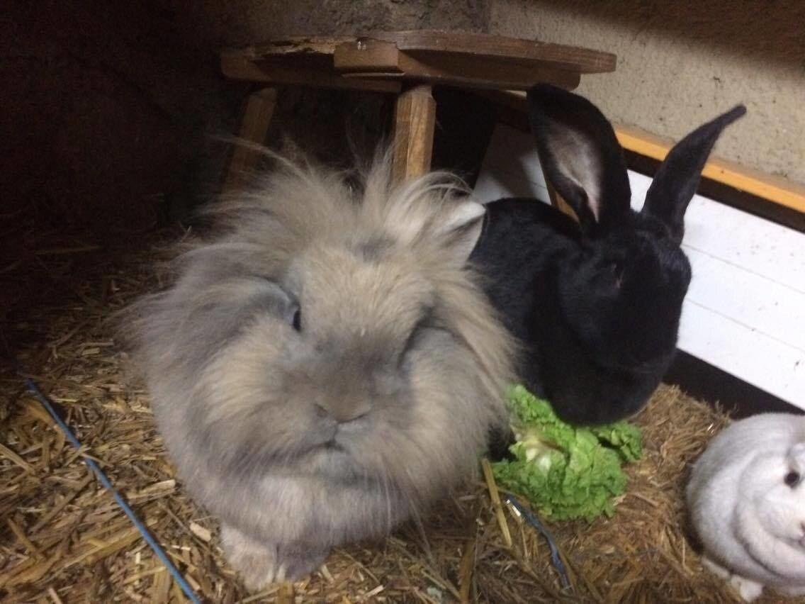 SnowBunnys BackPackers Hostel by null