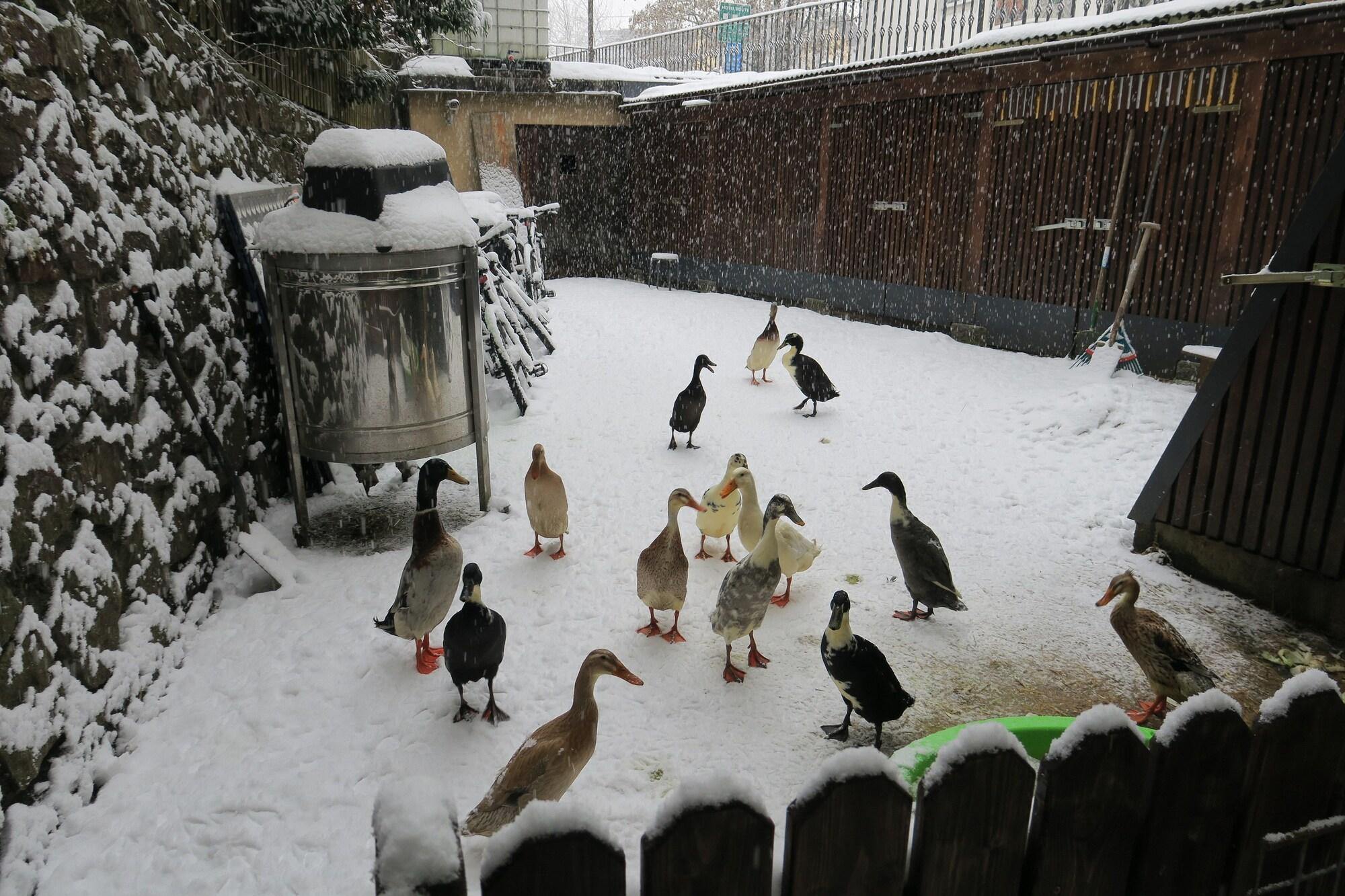 SnowBunnys BackPackers Hostel by null