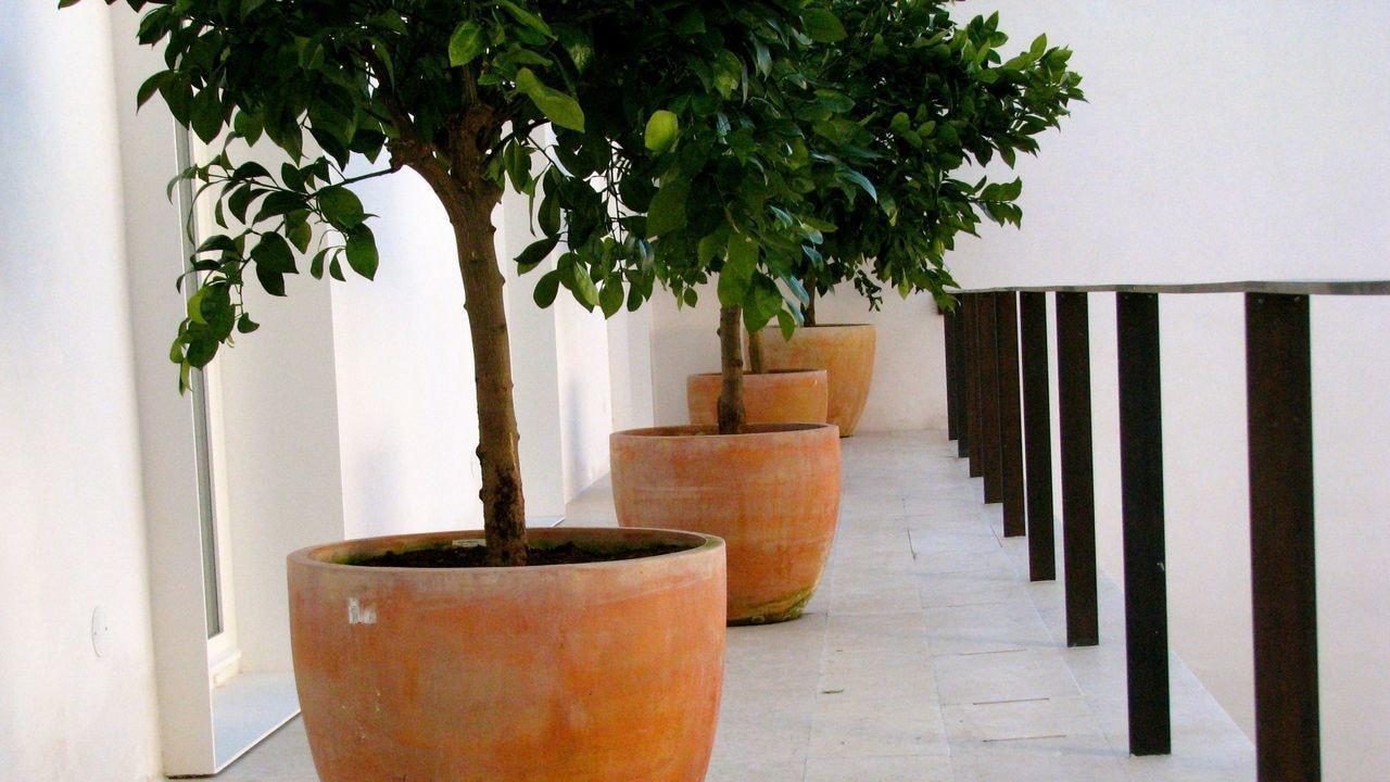 The Late Birds Lisbon by null