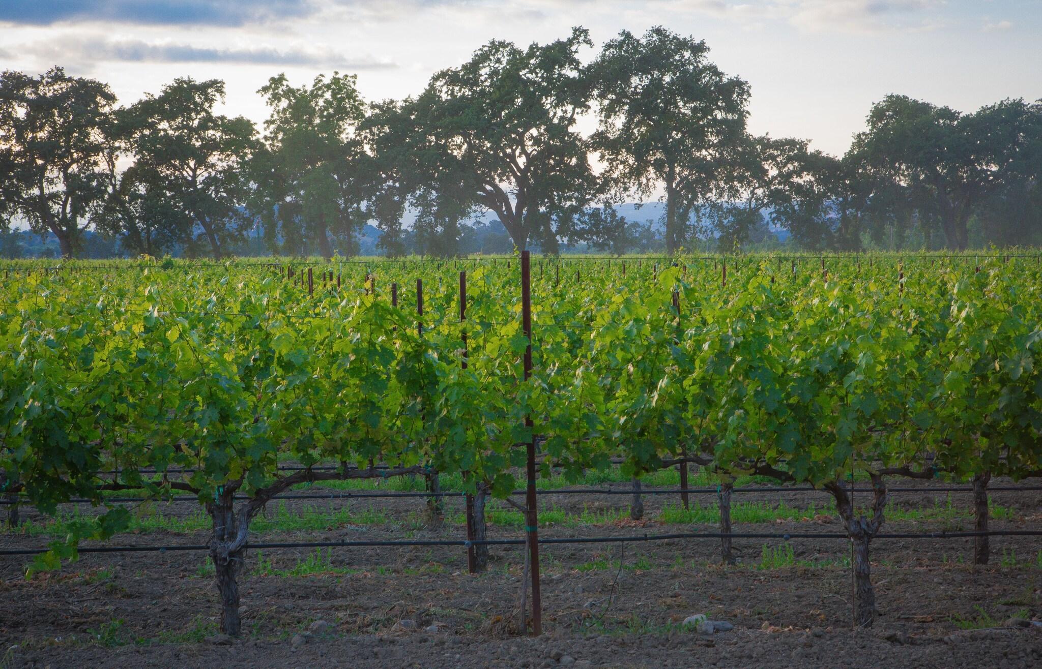 The Setting Inn Napa Valley by null