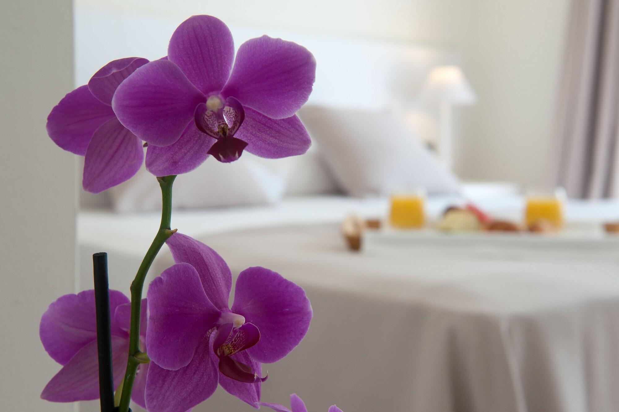 El Petit Convent by null