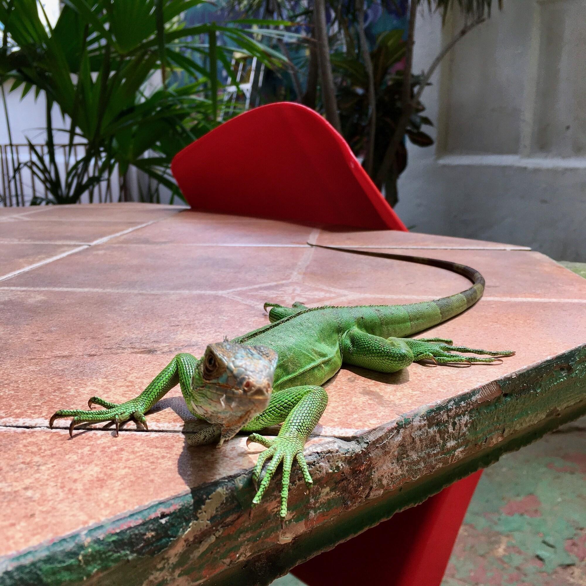 Panama House Bed & Breakfast by null