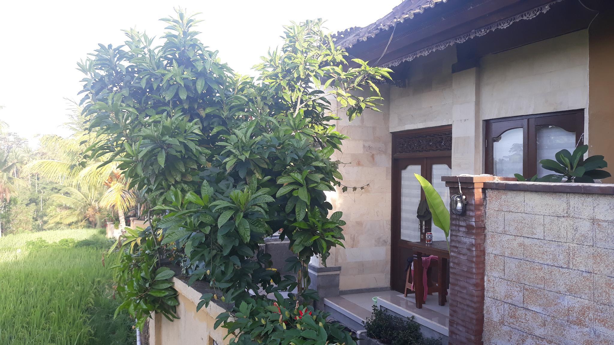 Dukuh Village Homestay & Villas