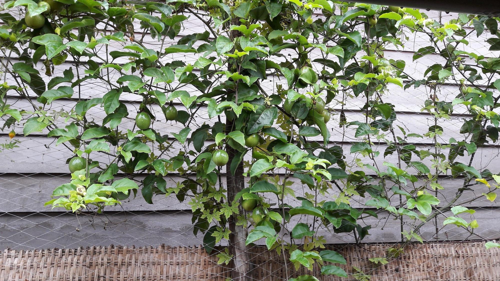 Seaside Villa - фото