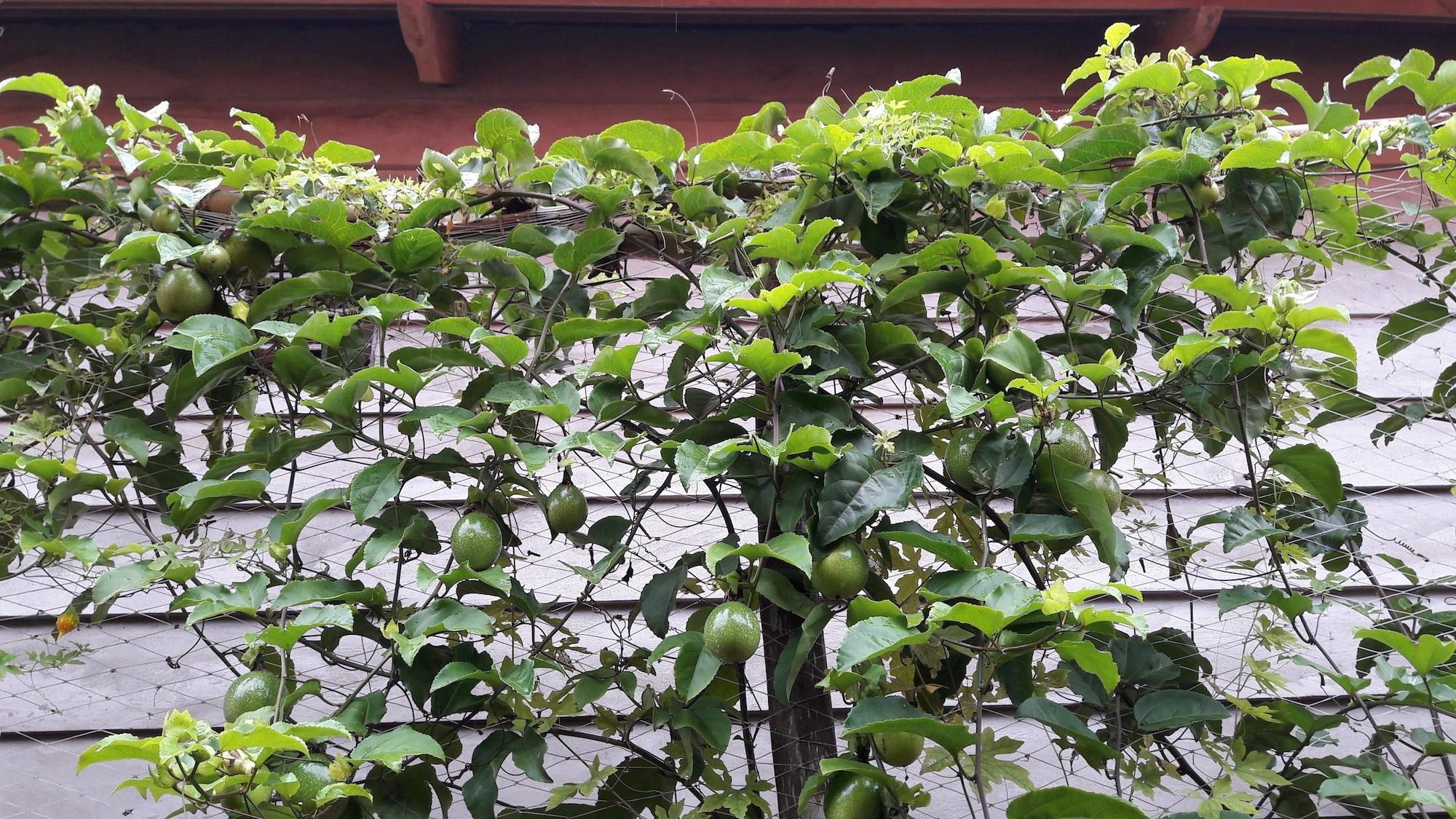 Seaside Villa - фото