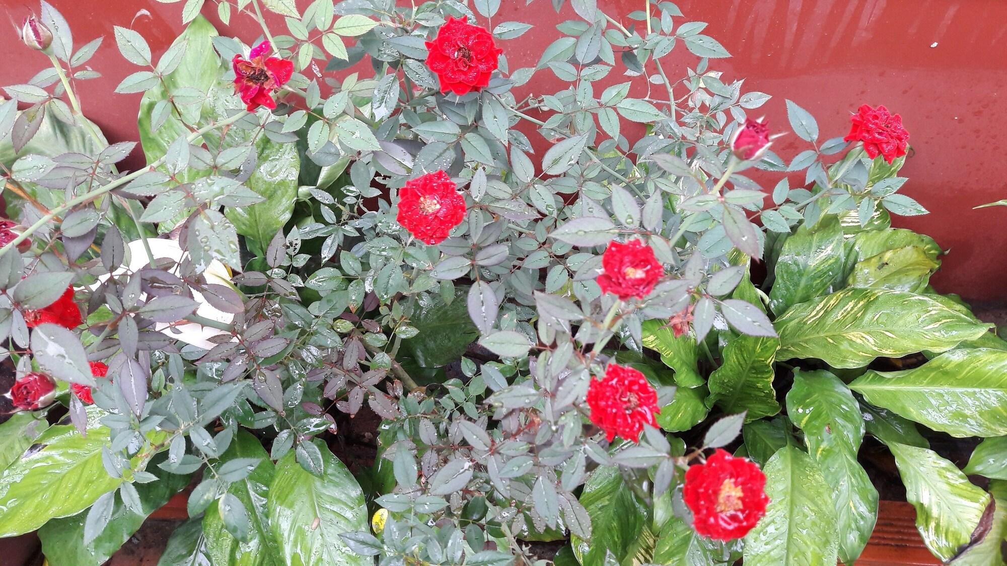 Seaside Villa - фото