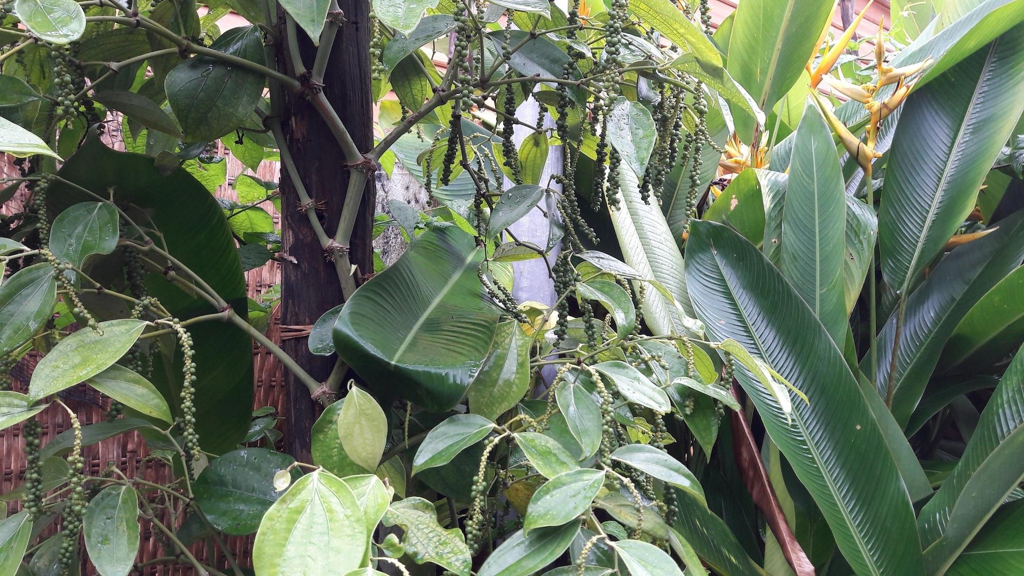 Seaside Villa - фото