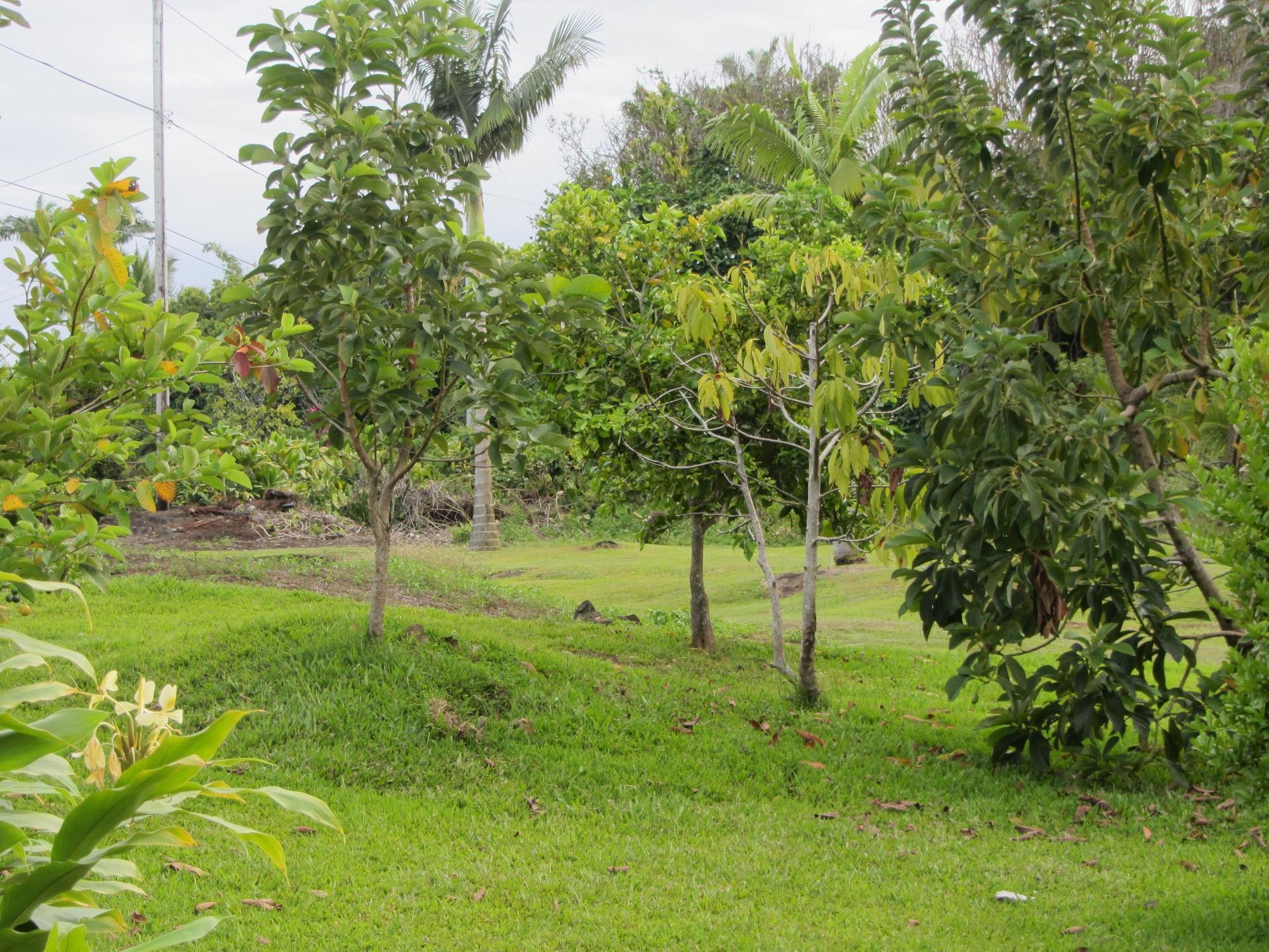 Old Hawaiian Bed & Breakfast by null
