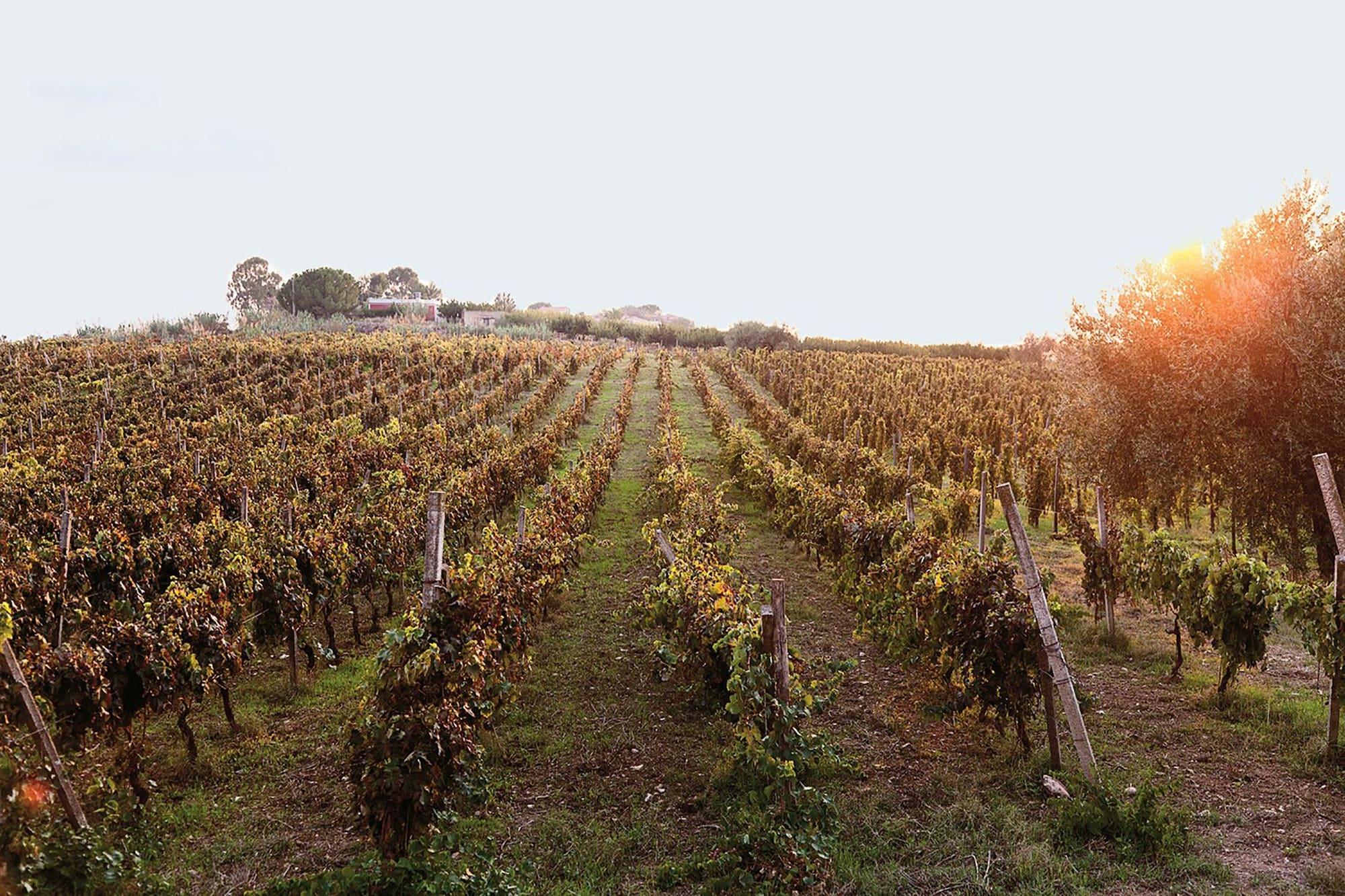 Baglio Occhipinti by null