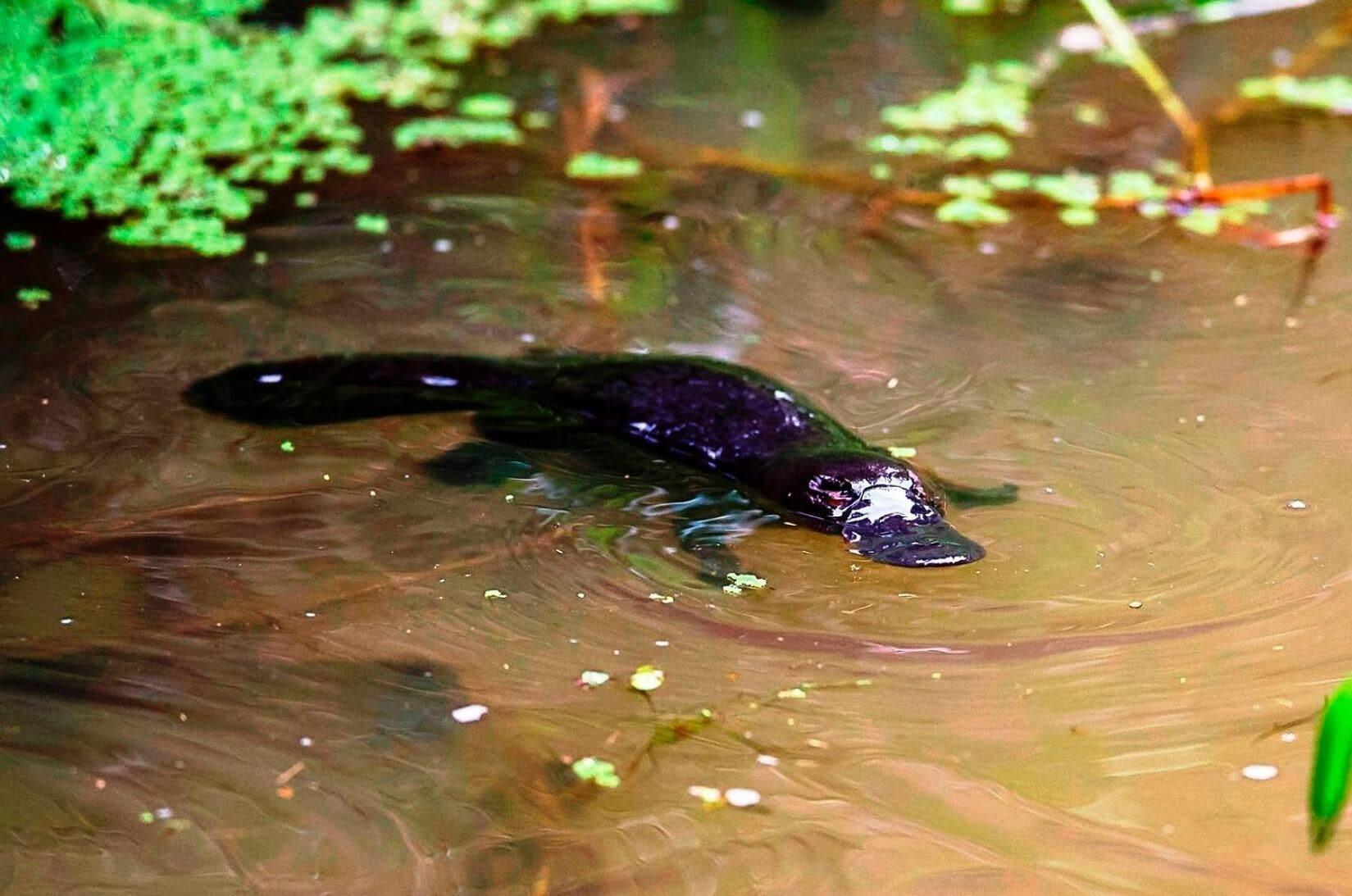 On the Wallaby by null