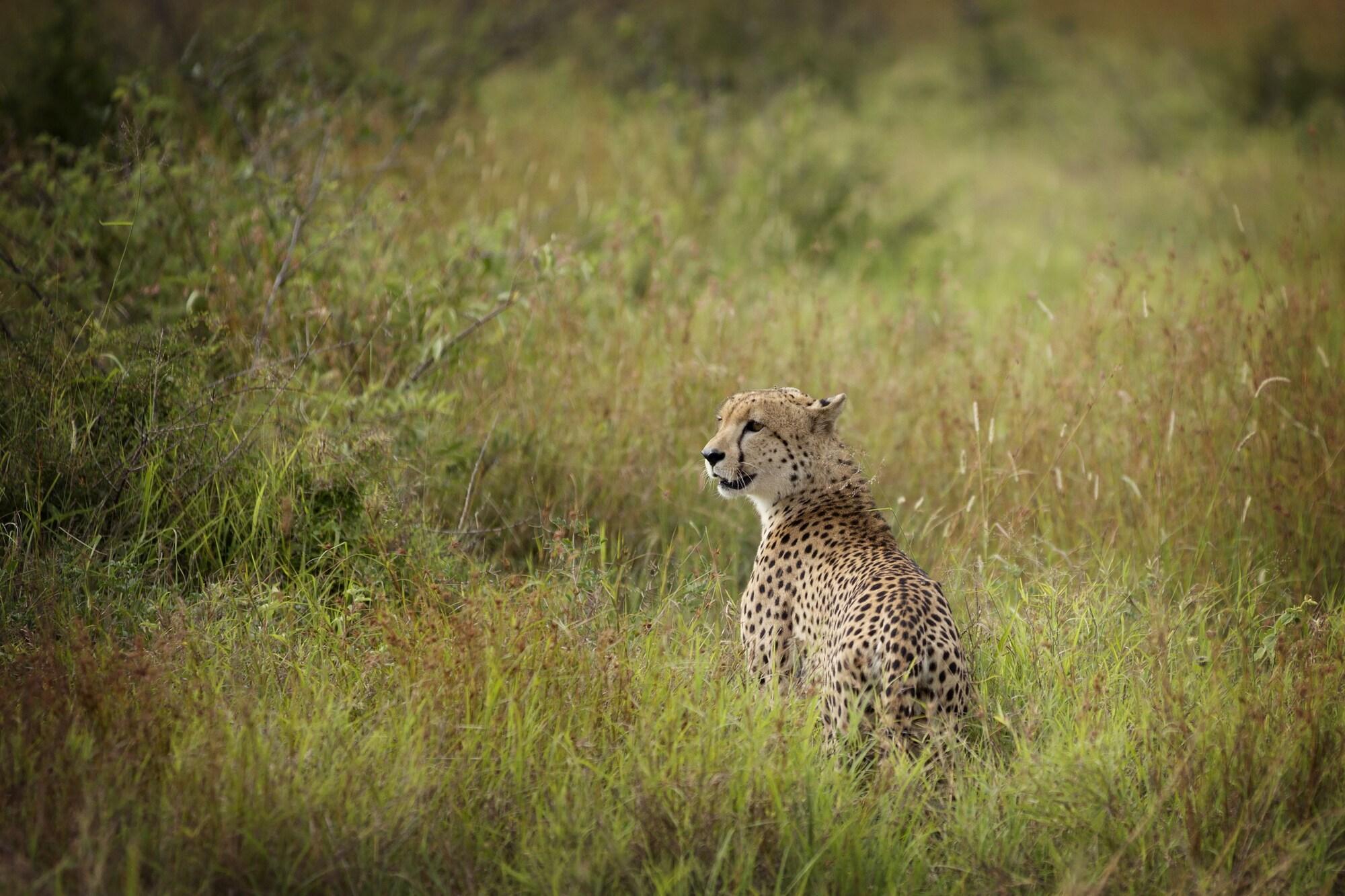 Lukimbi Safari Lodge by null