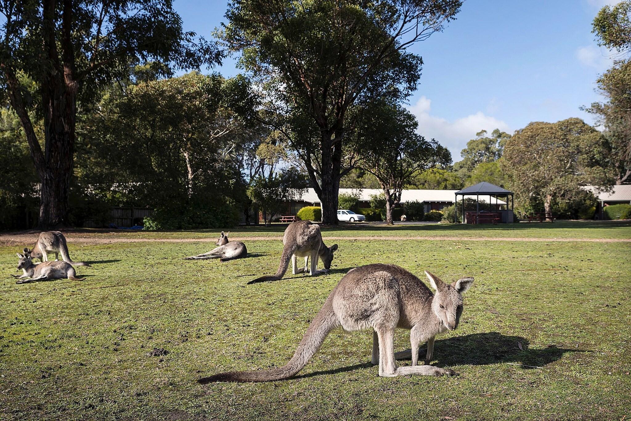 Pinnacle Holiday Lodge by null