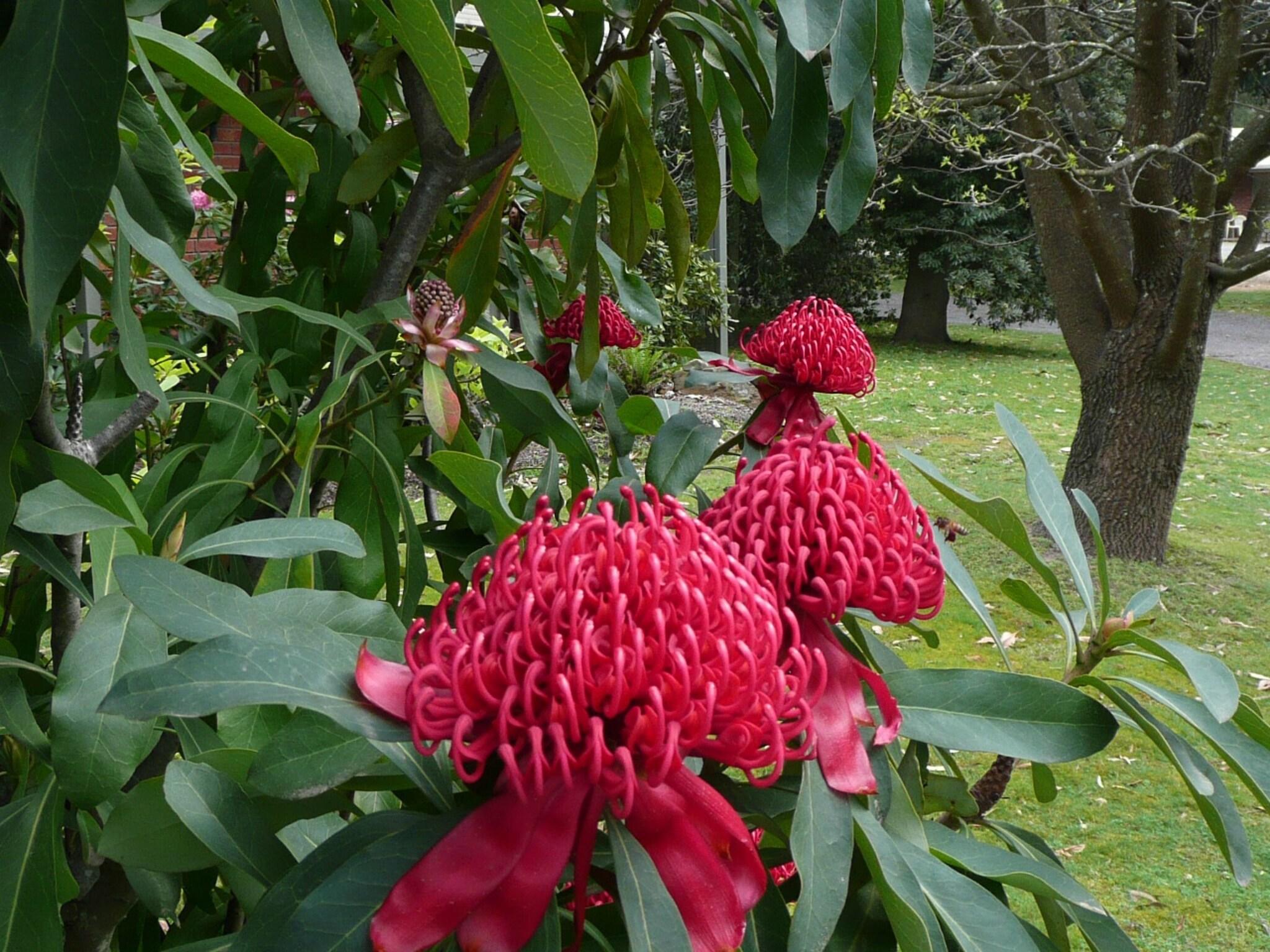 Pinnacle Holiday Lodge by null