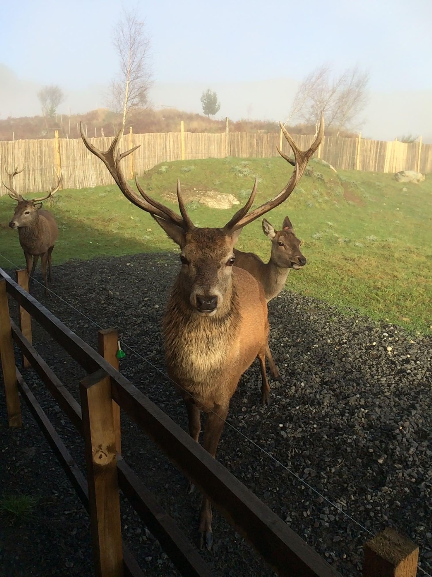 Balnearn House by null