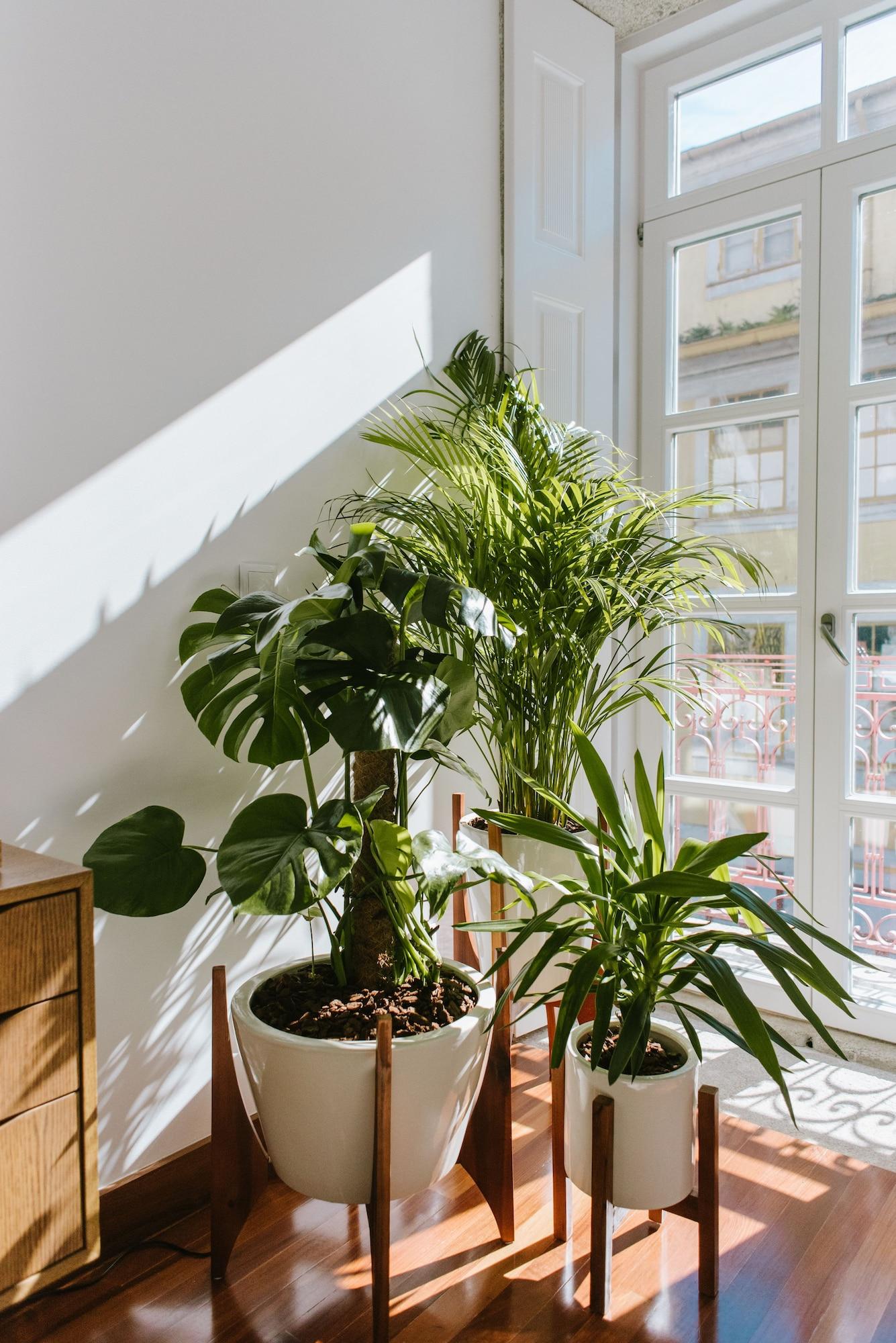 Myo Design House