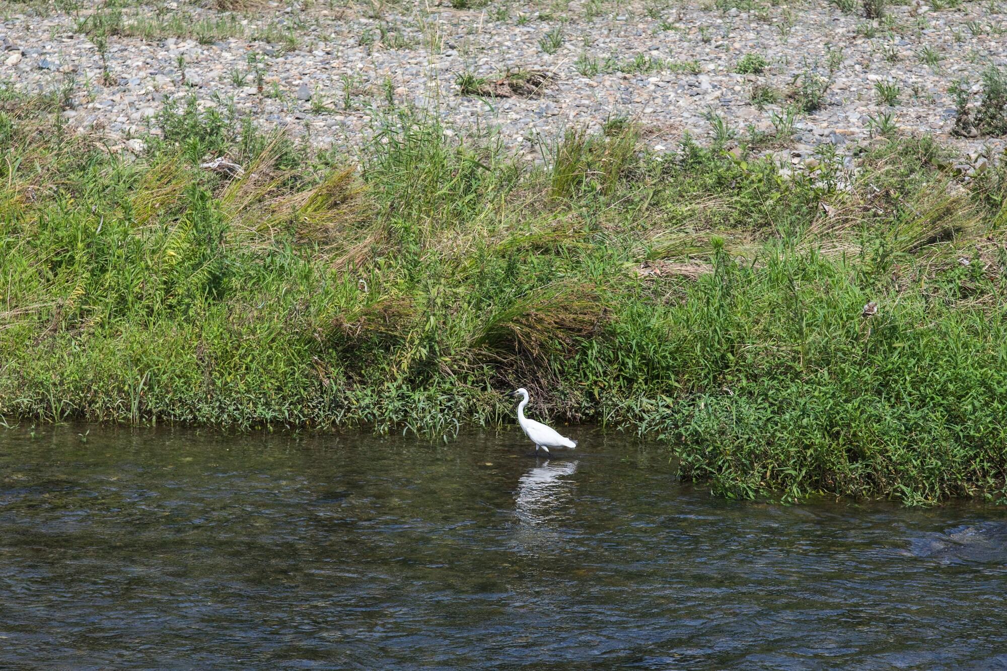 shirasagi kyoto (京宿しらさぎ） by null