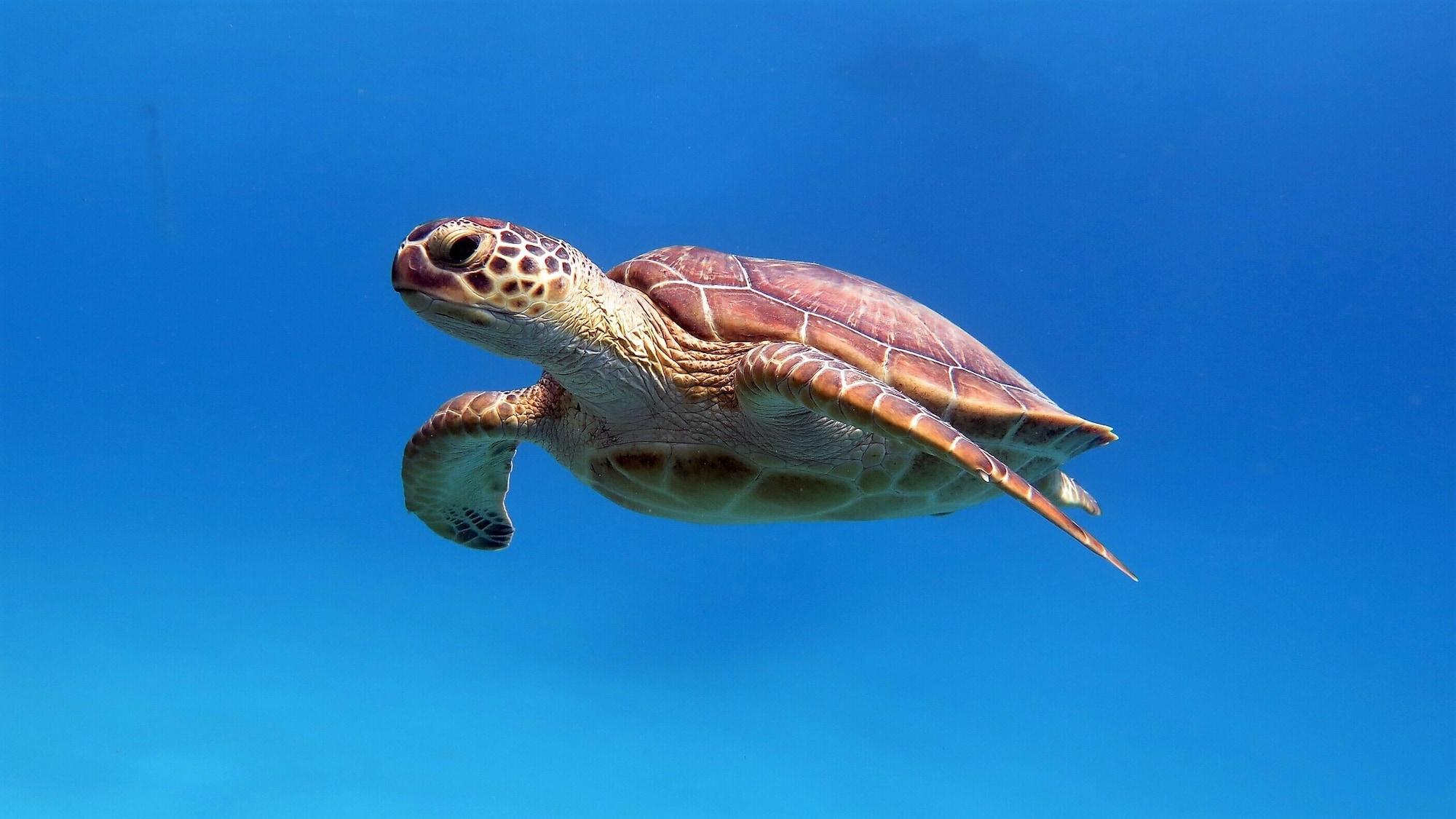 Marsa Shagra Village by null