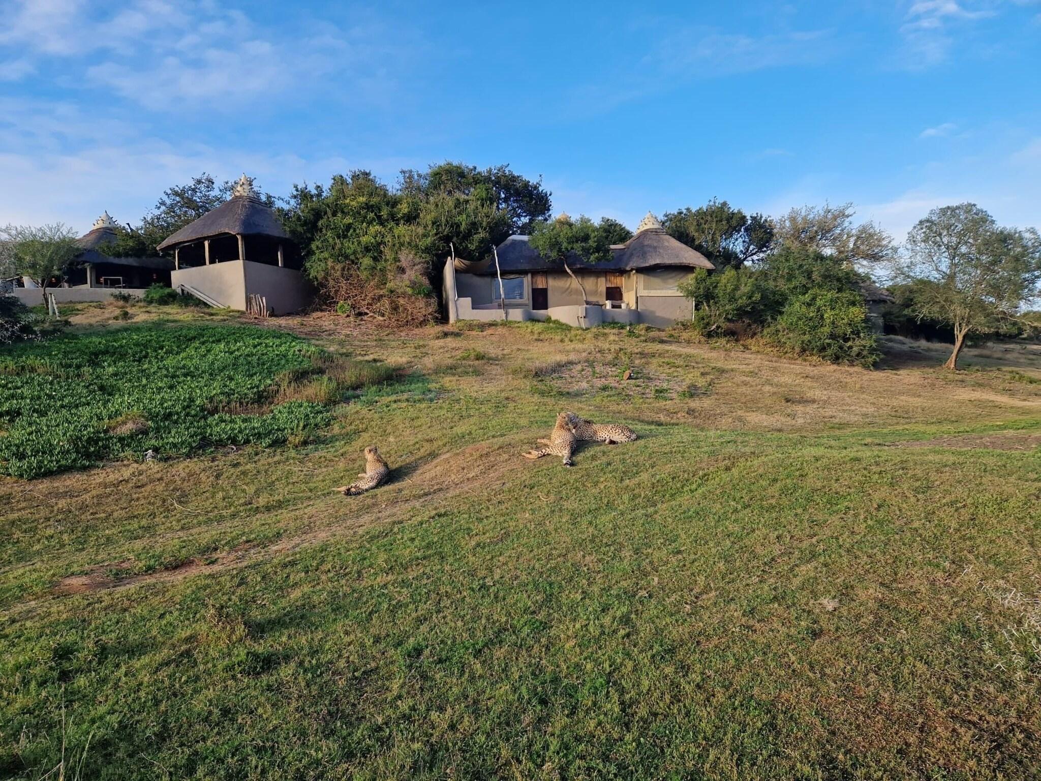 Amakhala Safari Lodge-Amakhala Game Reserve