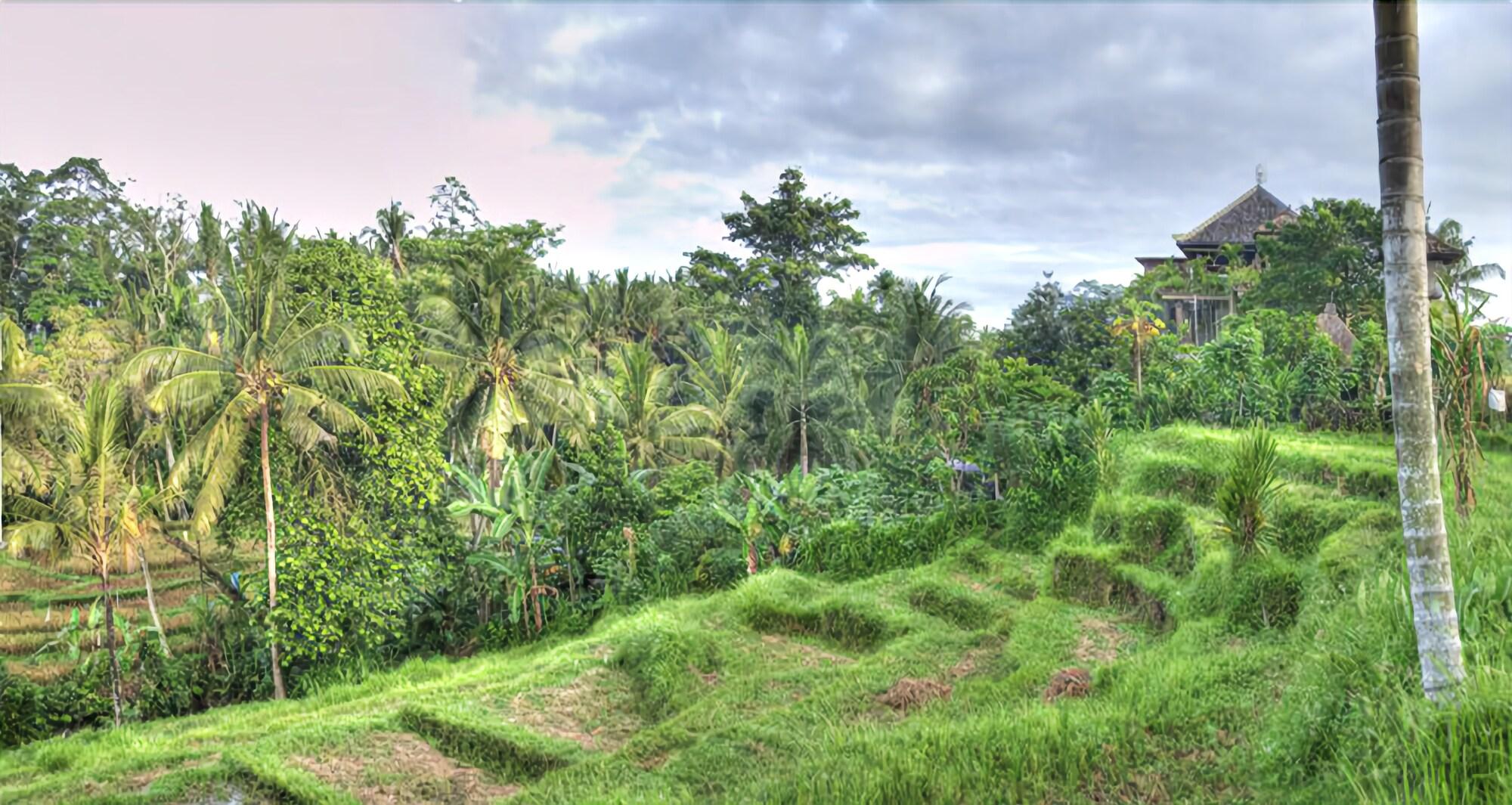 Soulshine Bali by null