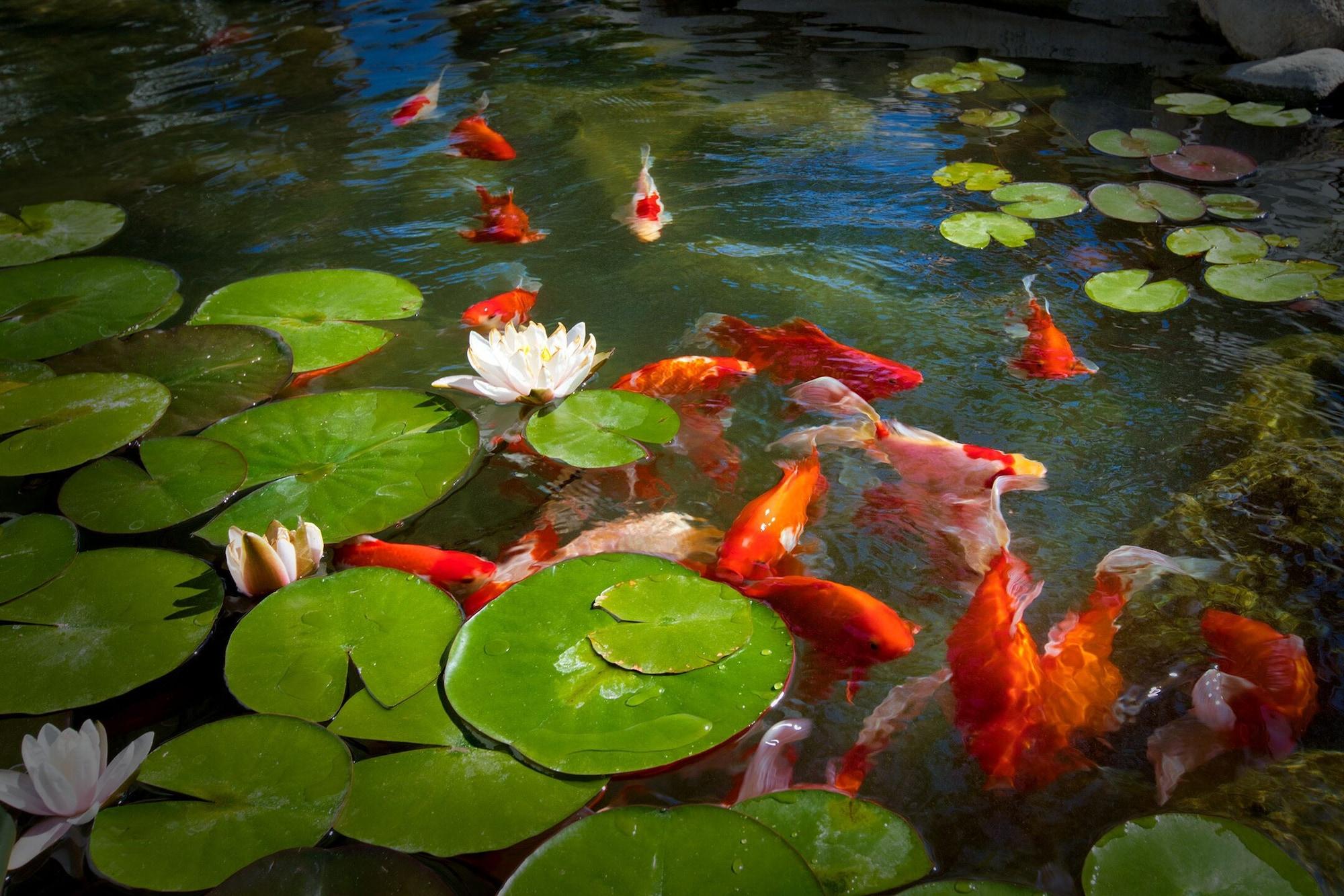 Dive Palm Springs by null