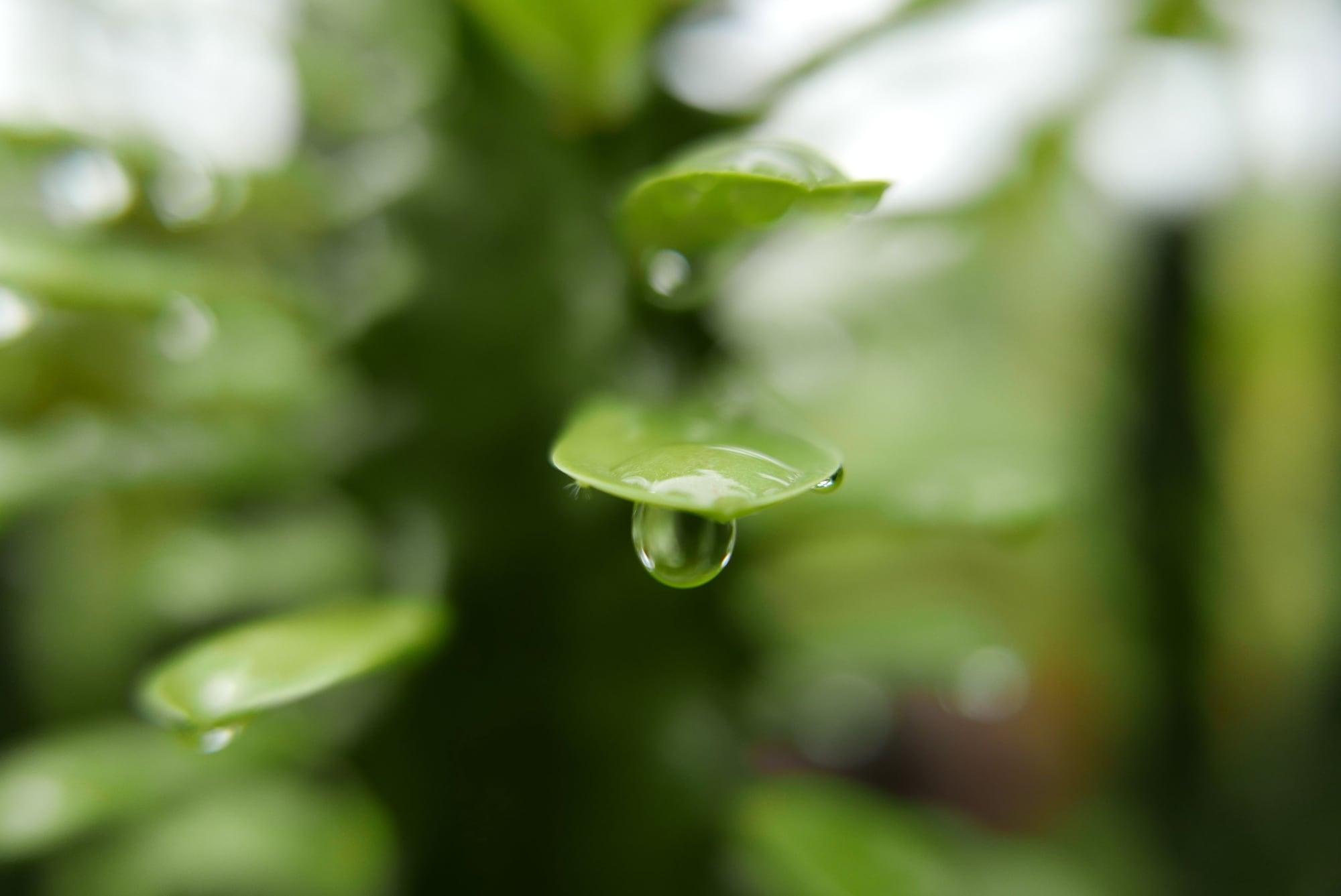 5 Swiss Hotel by null