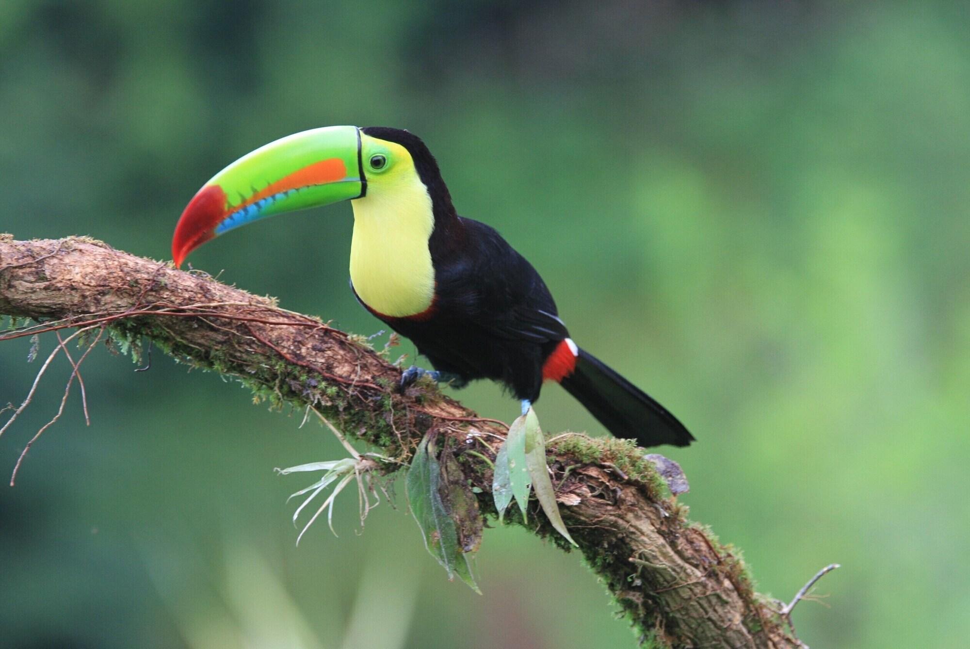 Arenal Oasis Eco Lodge & Wildlife Refuge by null