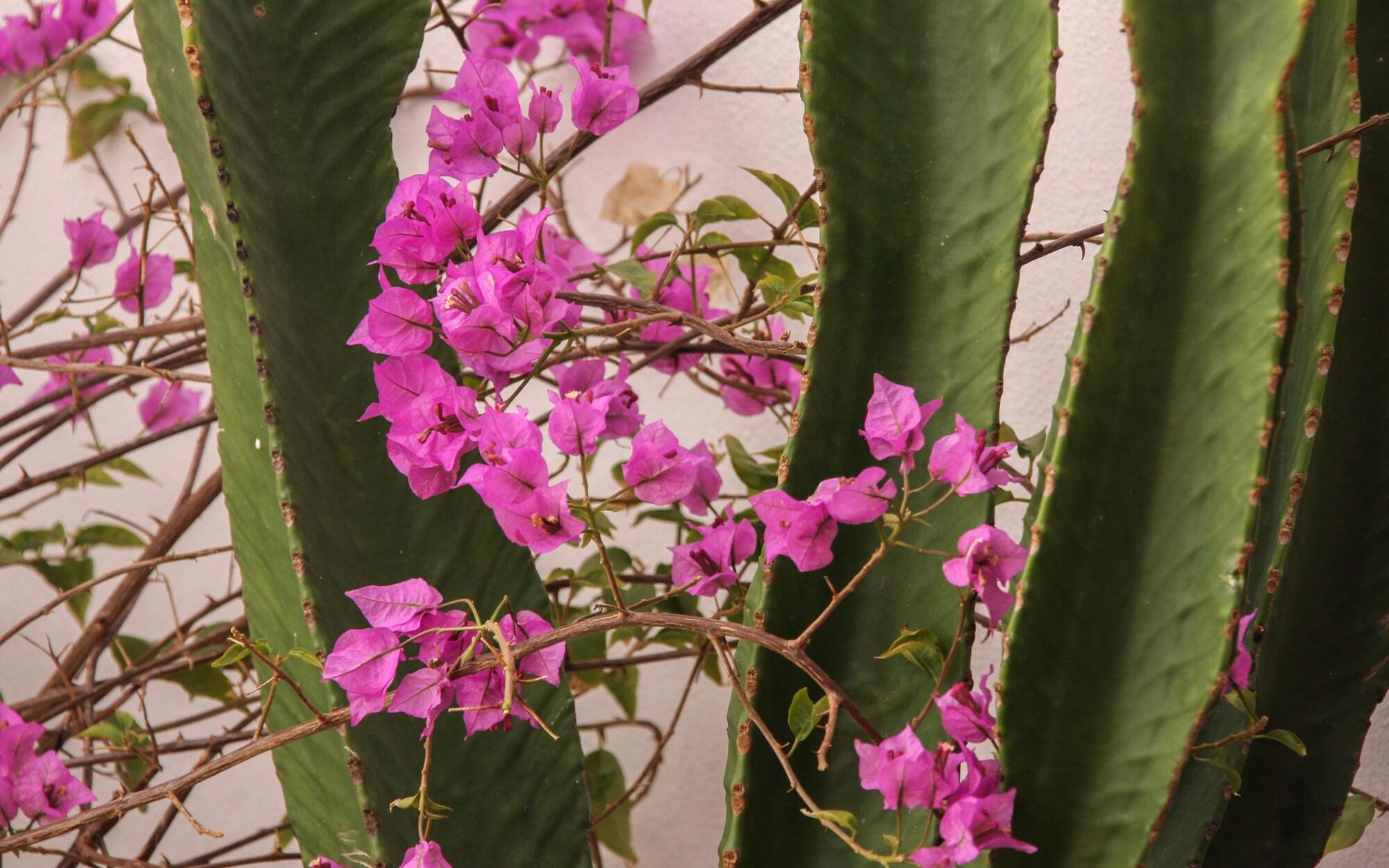 Hotel Room Tarifa by null