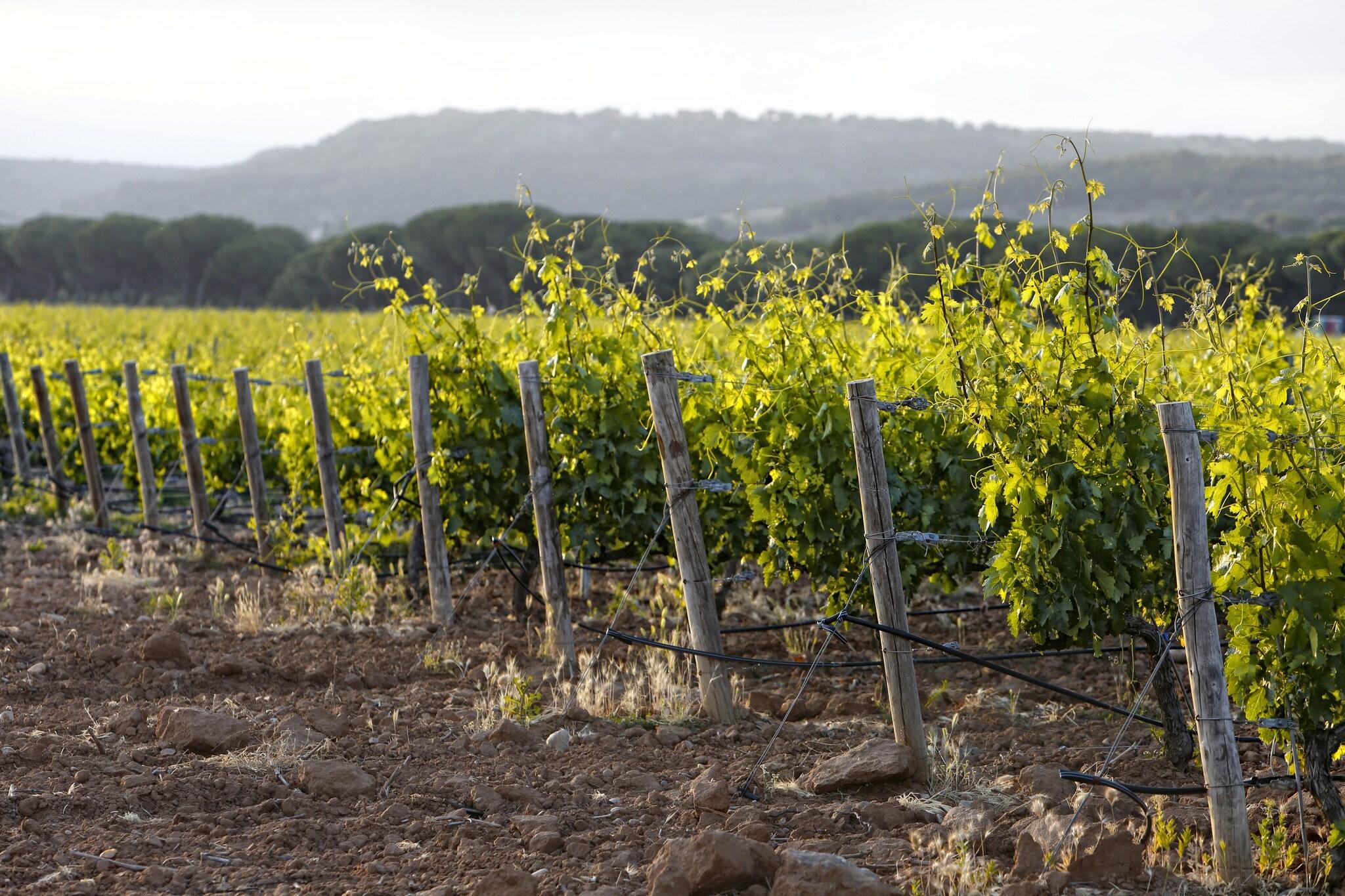 Abadía Retuerta LeDomaine by null