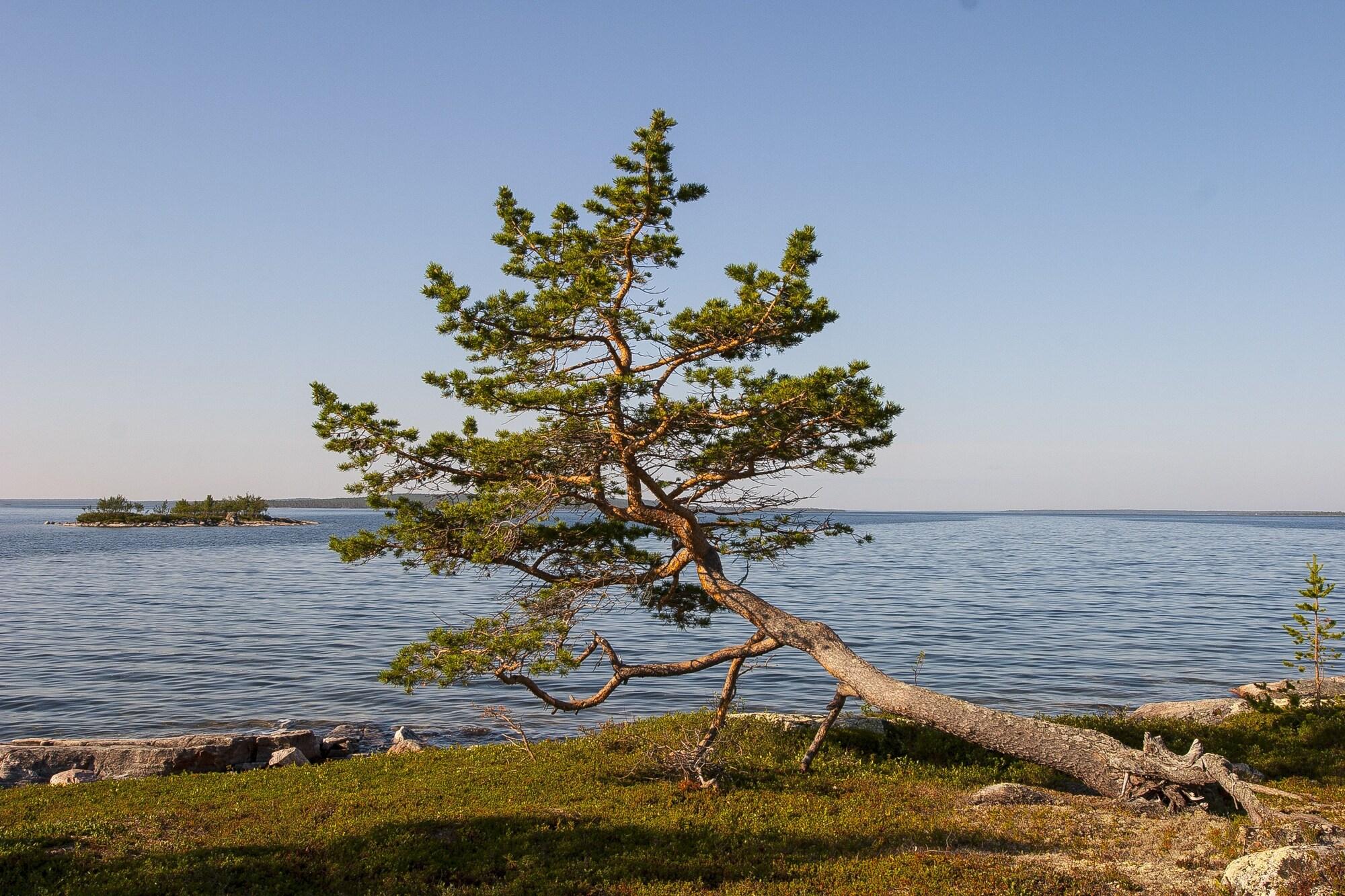 Wilderness Hotel Inari by null