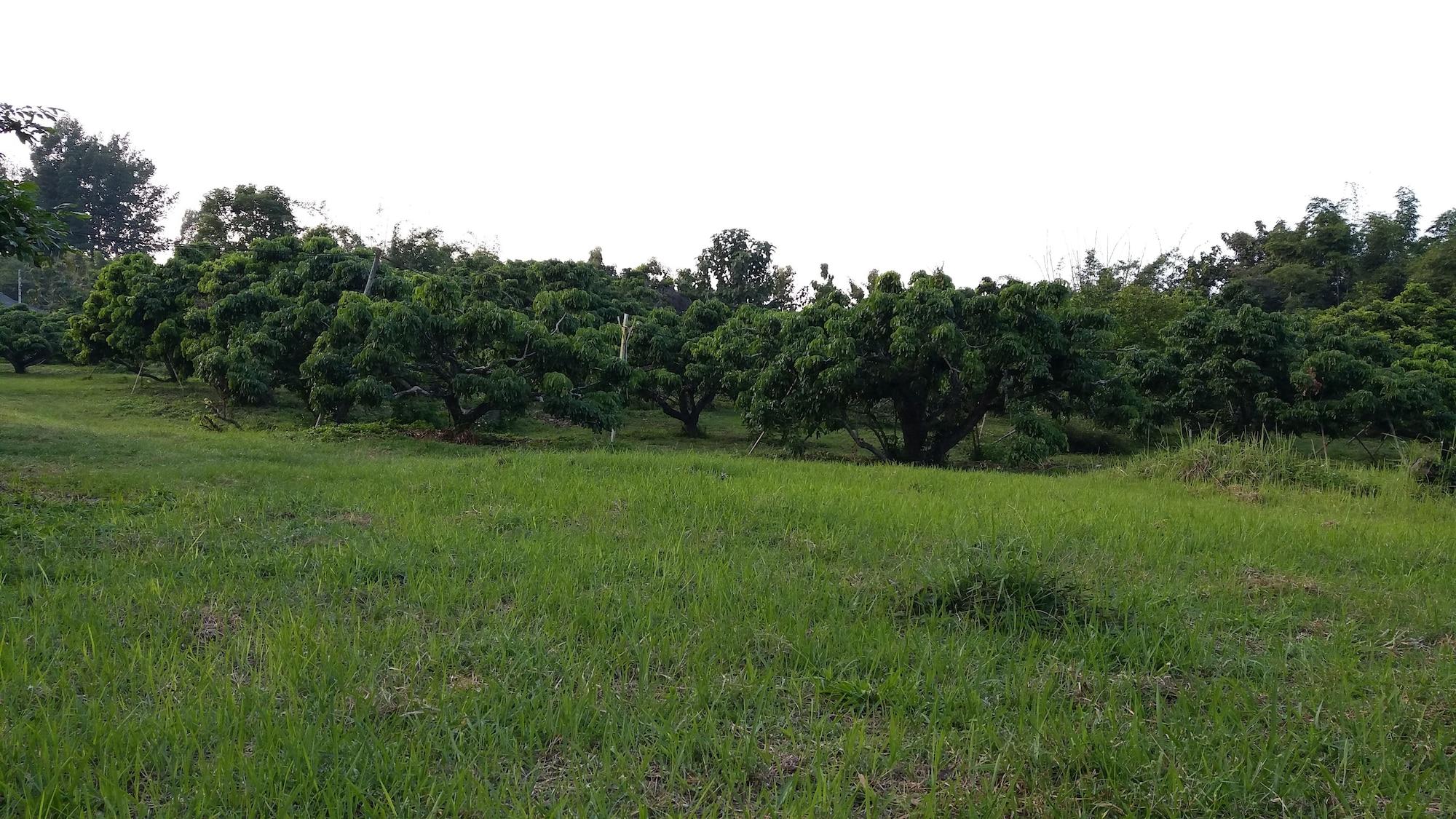 Baan Saun Homestay By Lamyai Khunmae