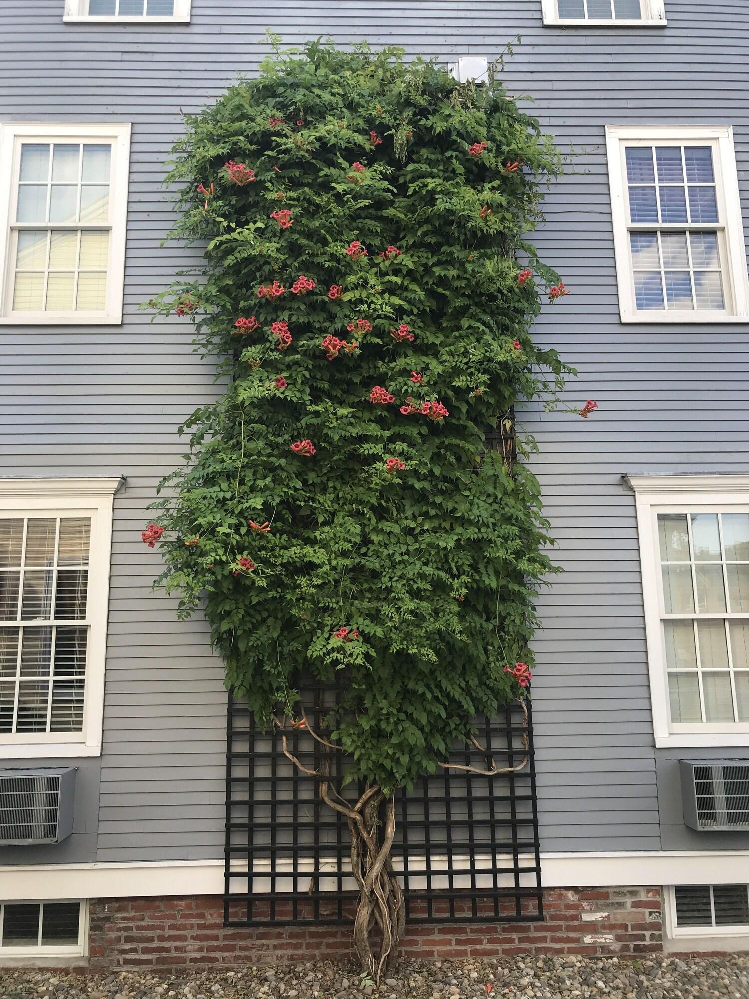 Essex Street Inn & Suites, Ascend Hotel Collection