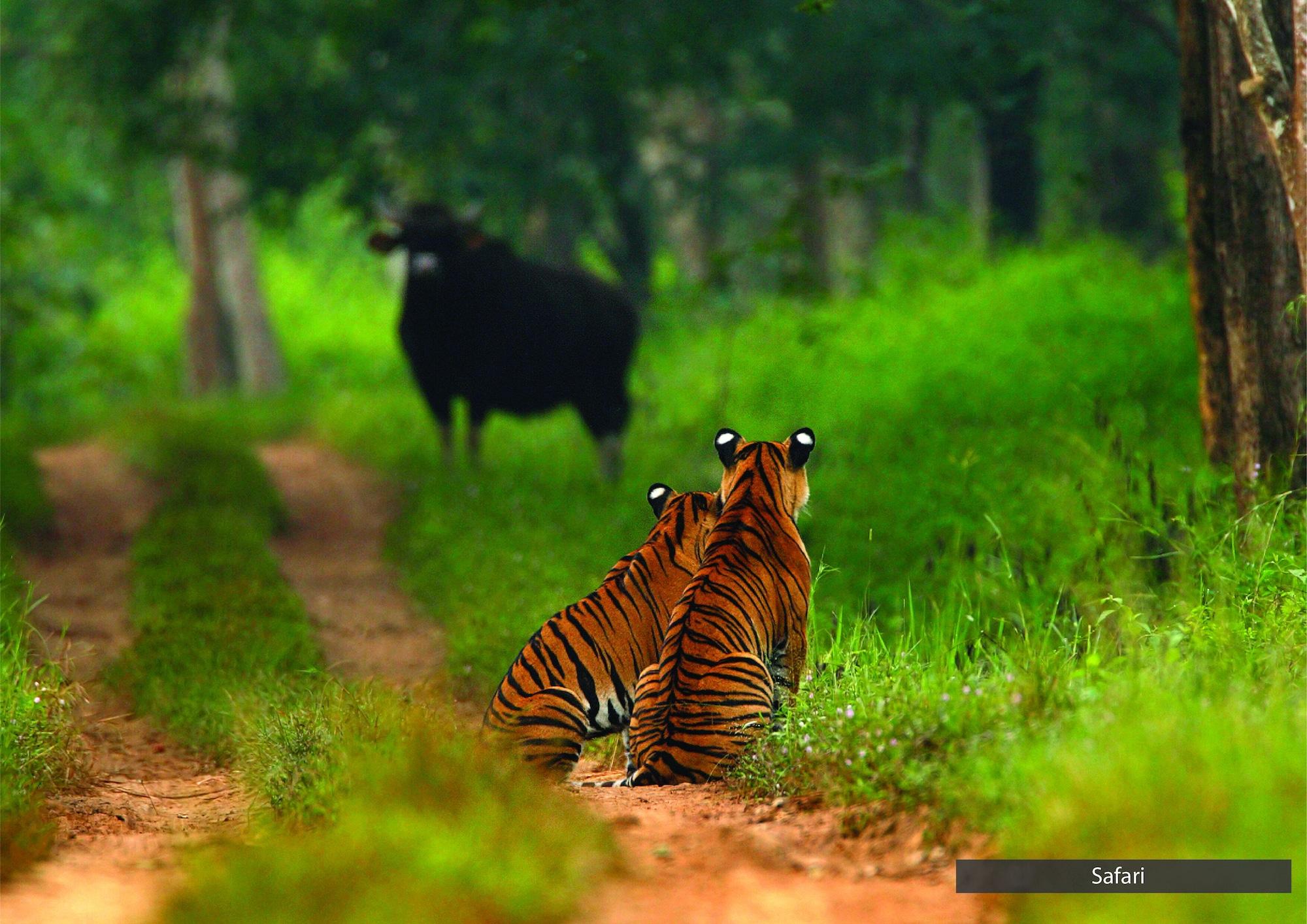 The Serai Bandipur by null