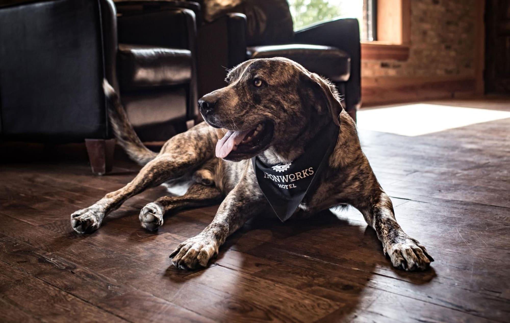 Ironworks Hotel Beloit by null