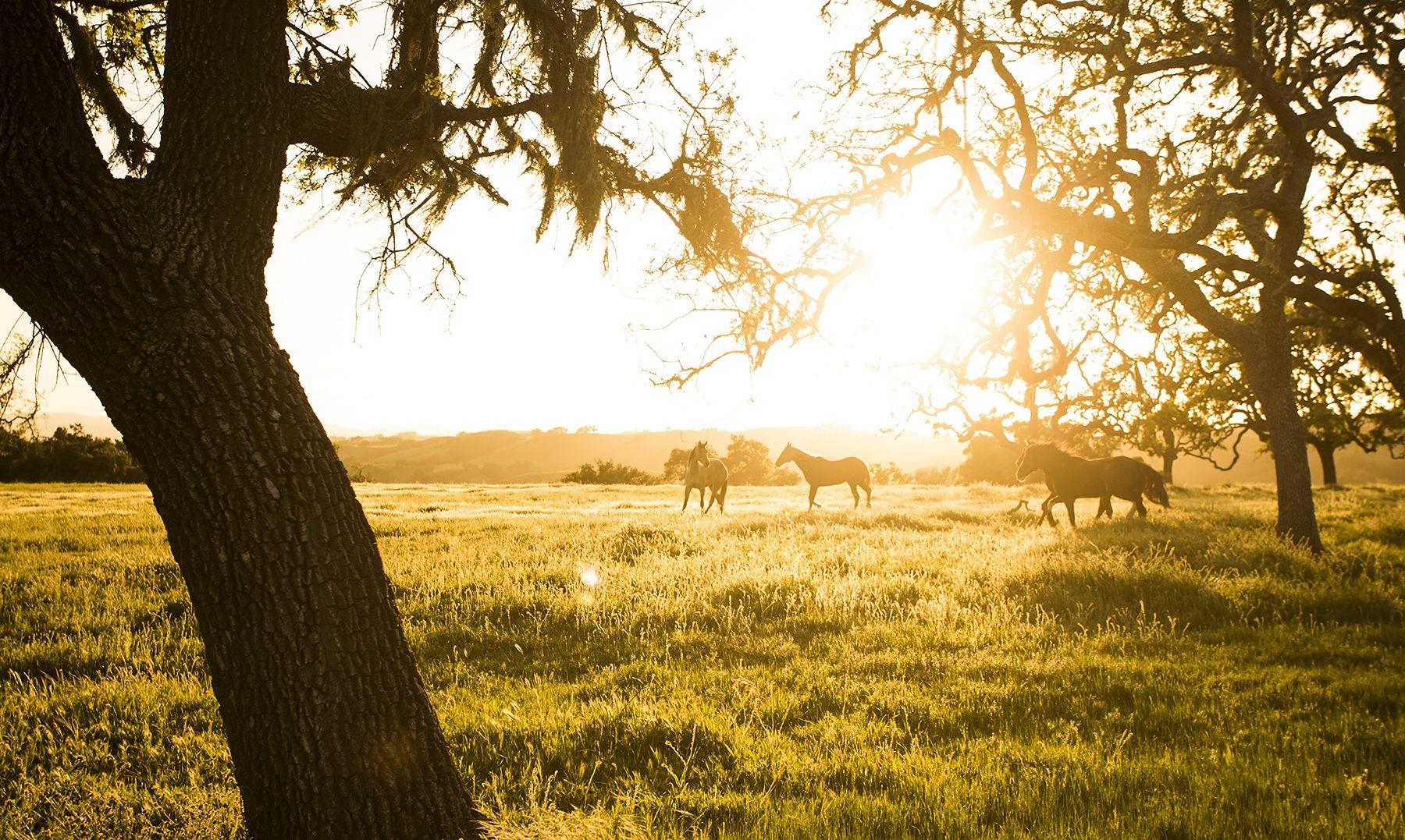 Fess Parker Wine Country Inn by null