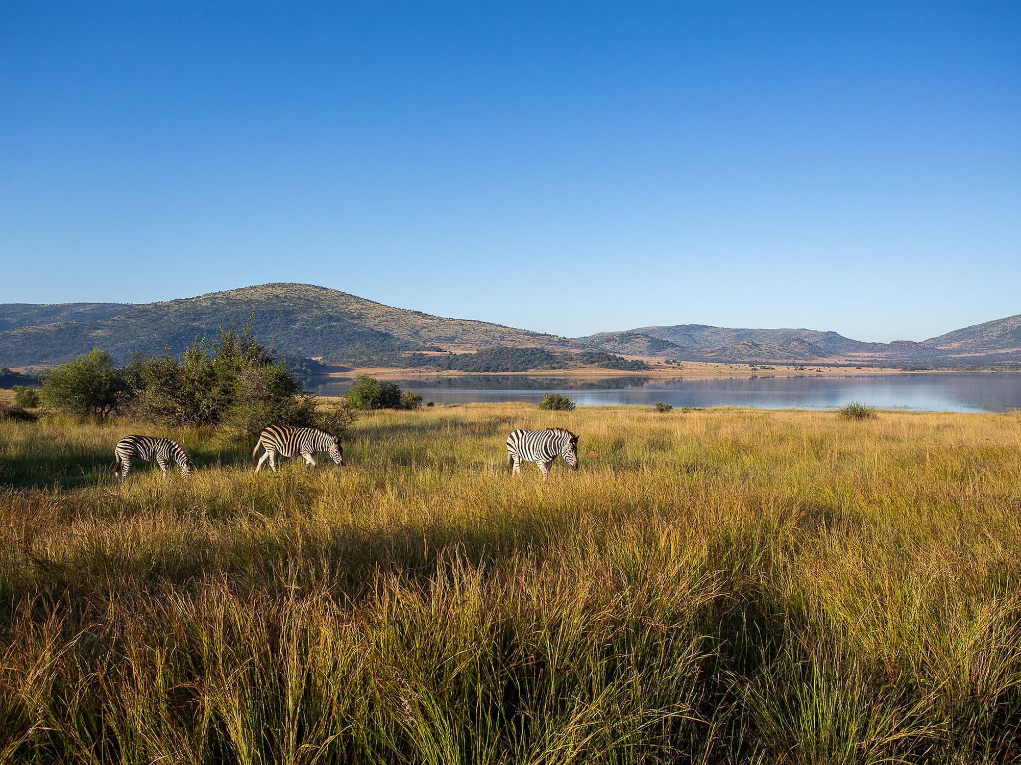 Shepherd'S Tree Game Lodge