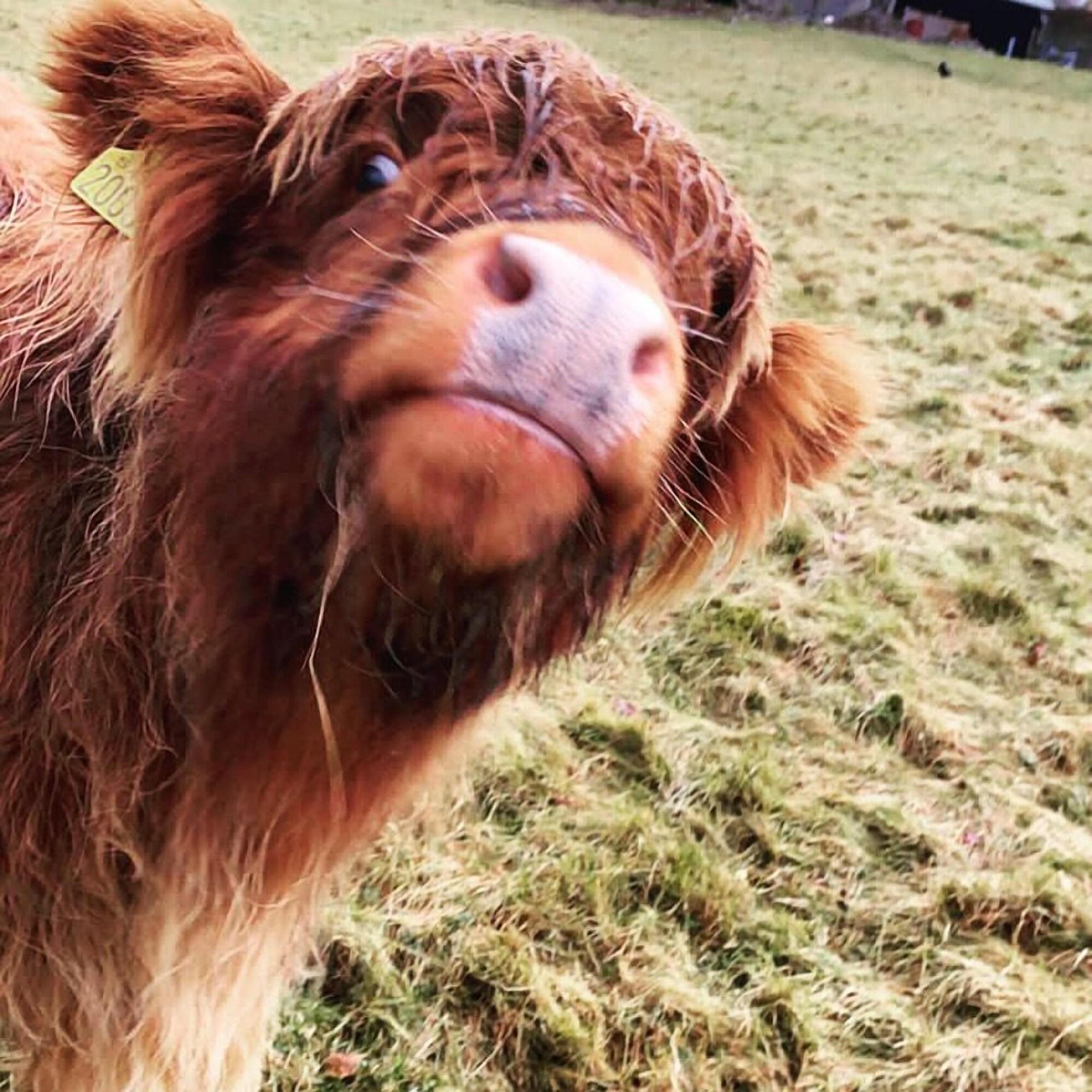 The Old Manse of Blair by null