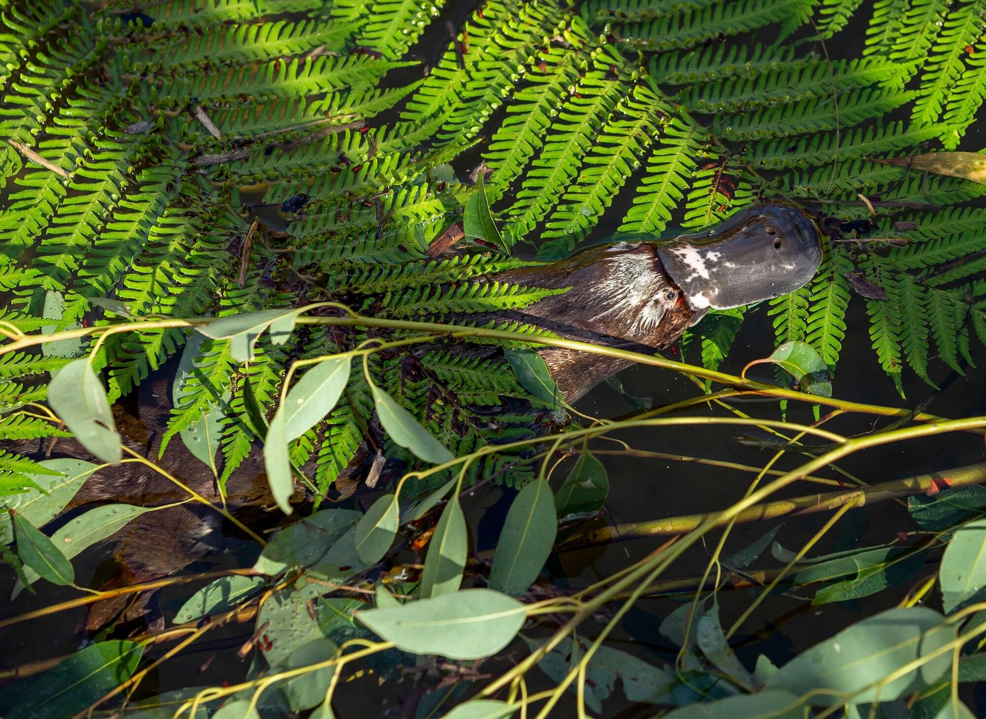 Wildlife Retreat at Taronga by null Wildlife Retreat at Taronga by null