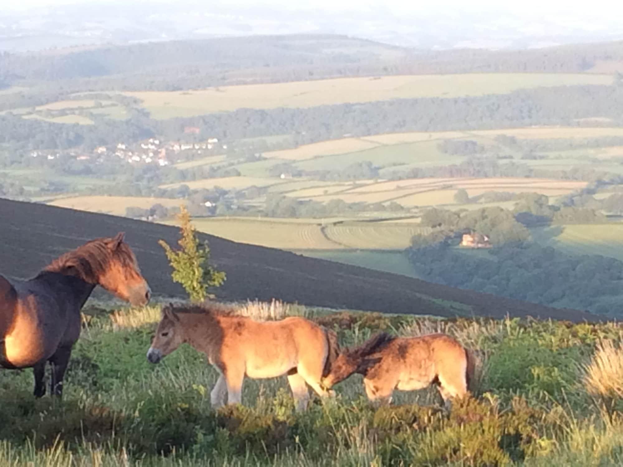 Exmoor House Bed & Breakfast by null