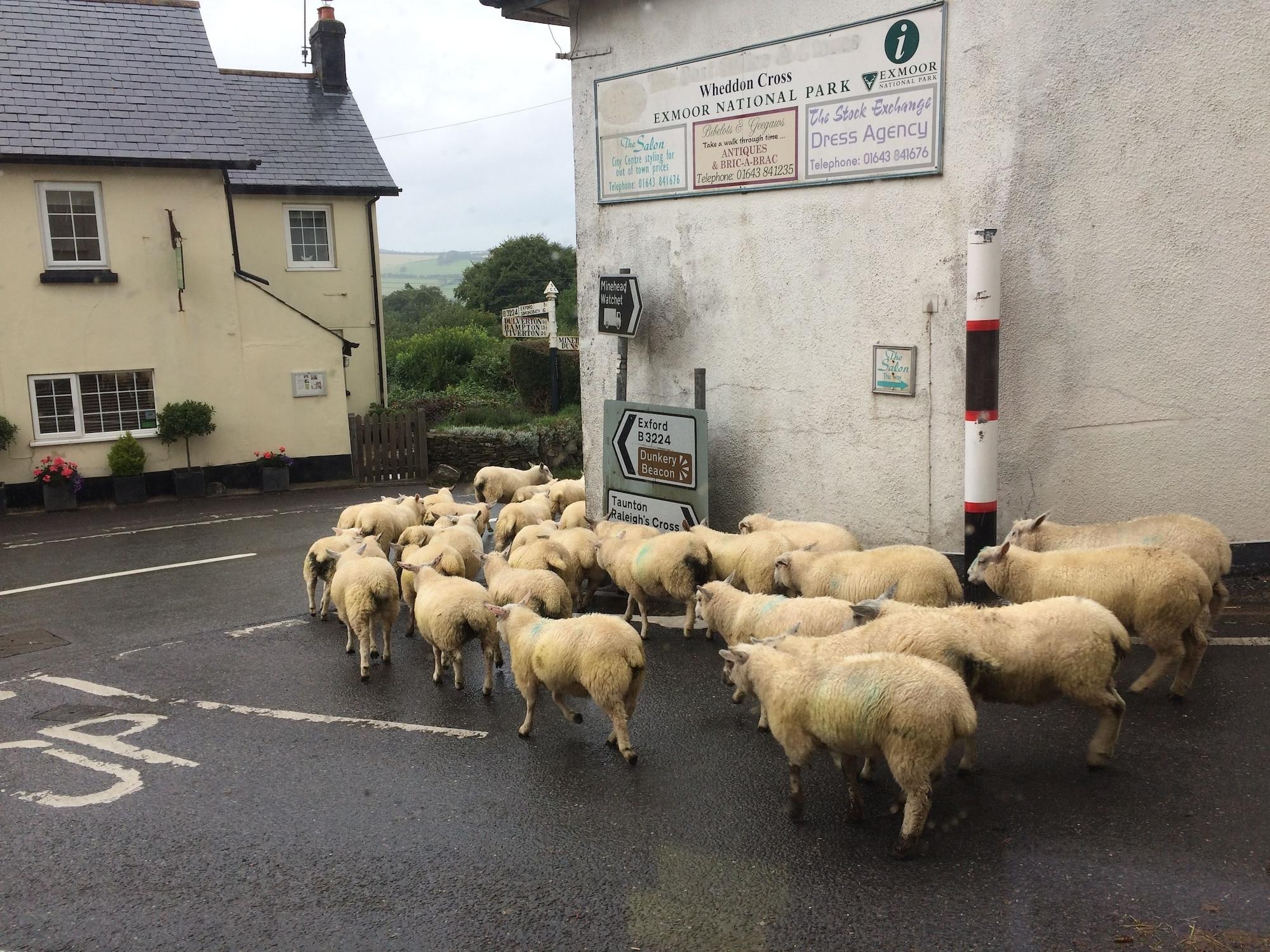 Exmoor House Bed & Breakfast by null