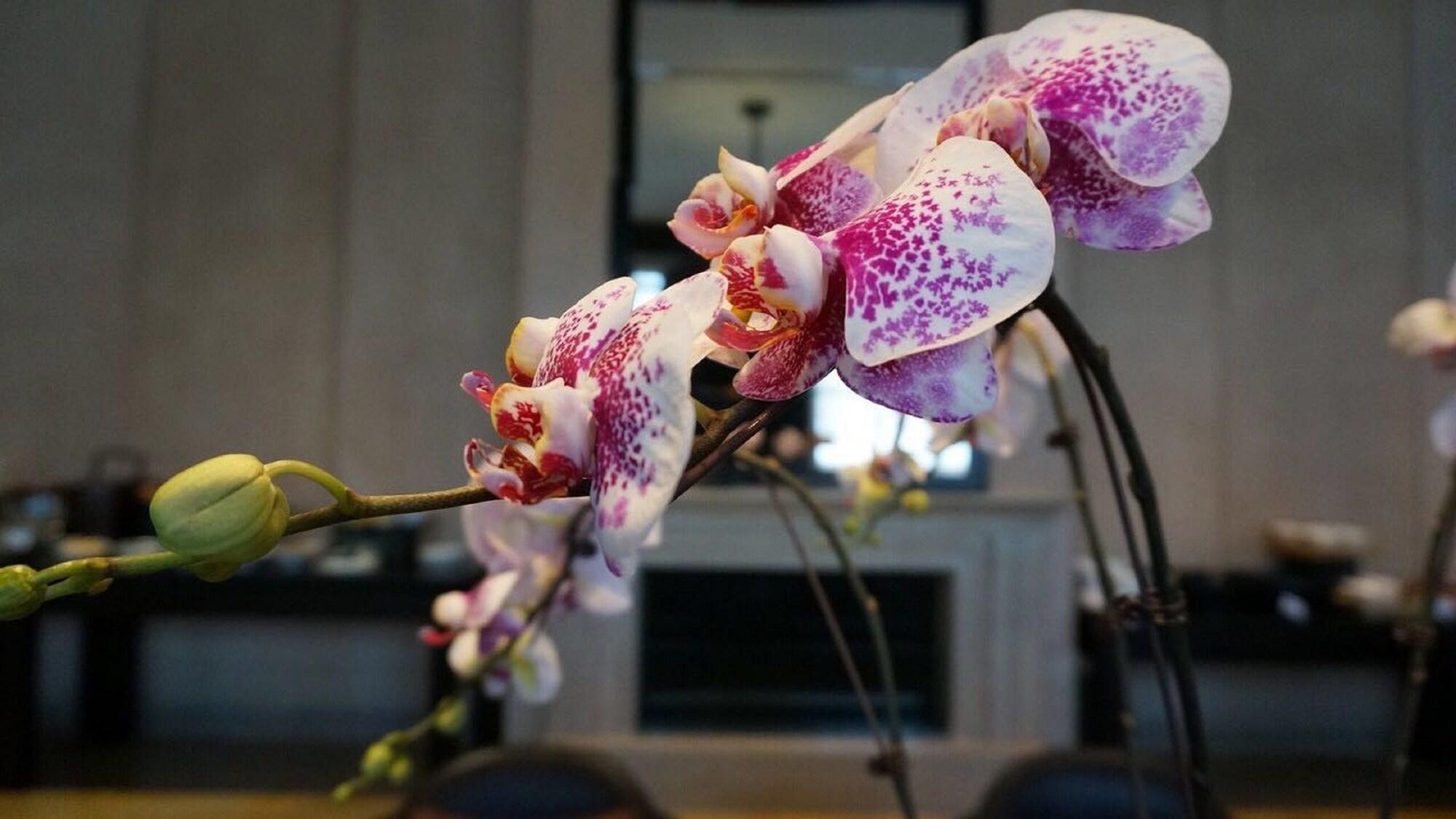 Park Hyatt Changbaishan by null