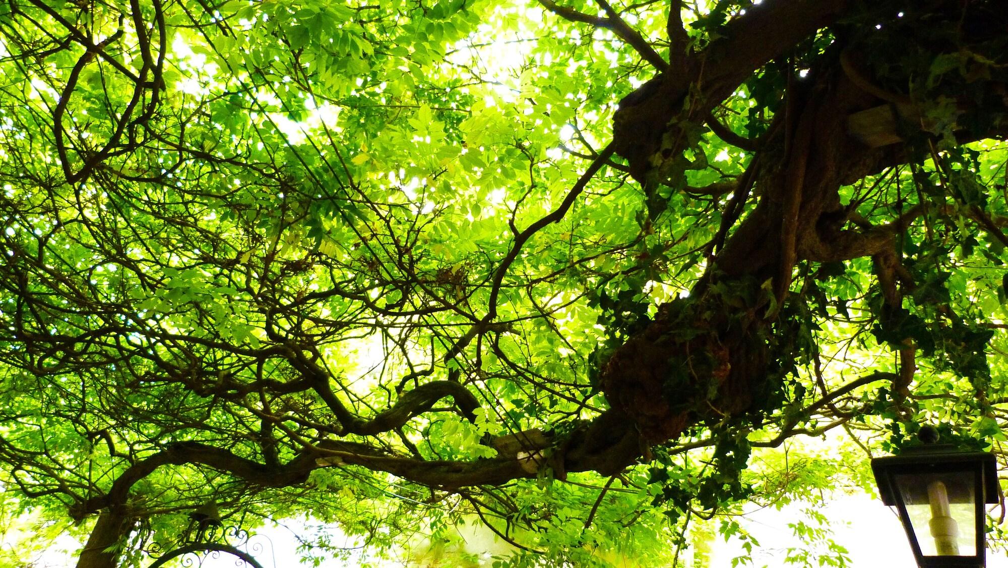 Ca' Messner 5 Leoni - nuotrauka
