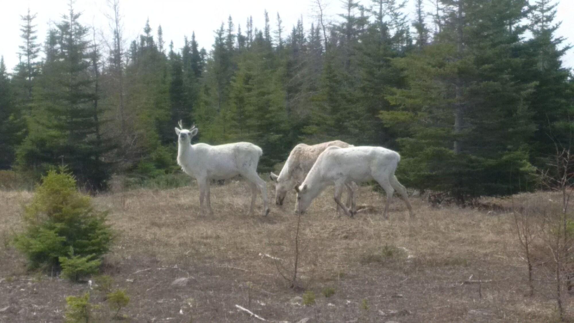 Grenfell Heritage Hotel and Suites by null