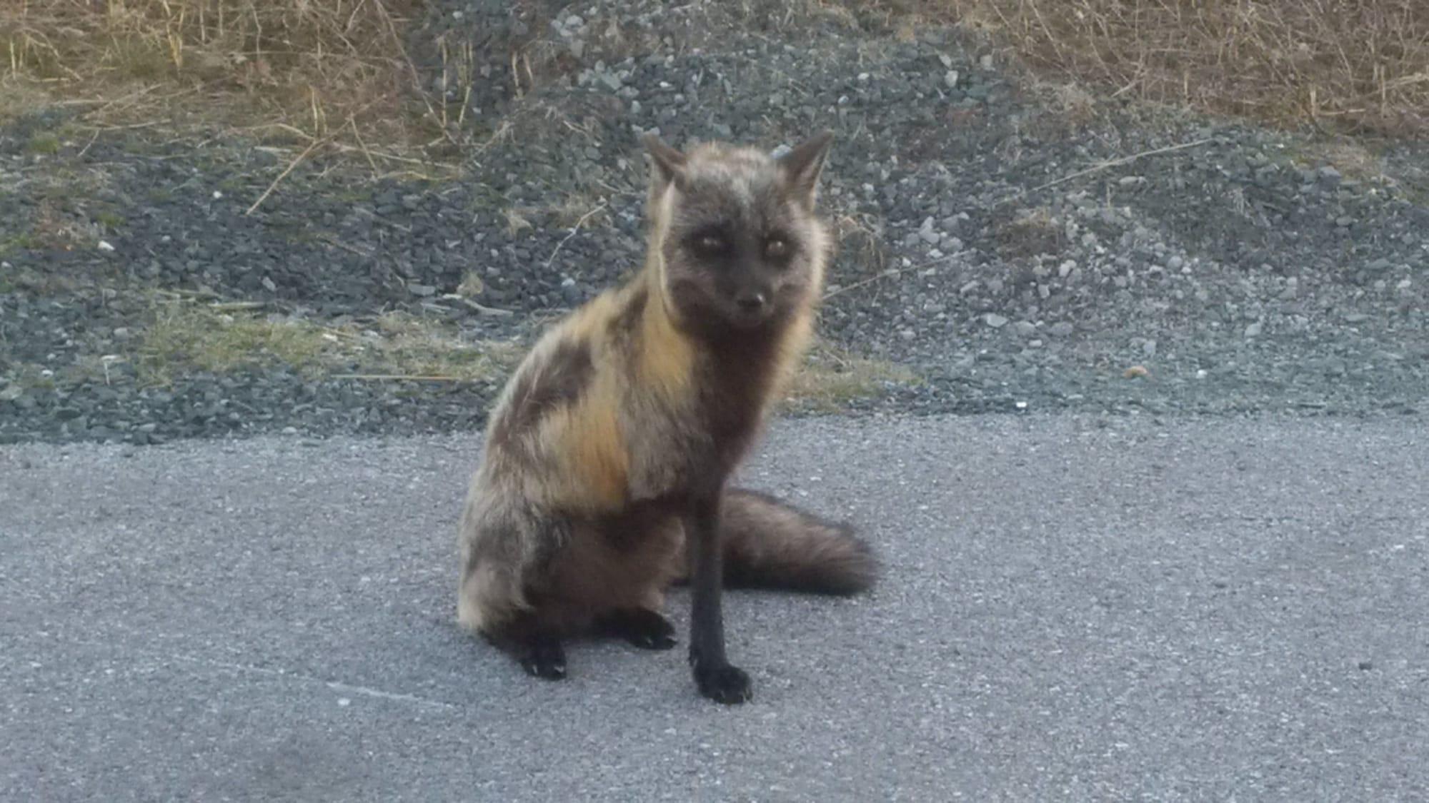 Grenfell Heritage Hotel and Suites by null