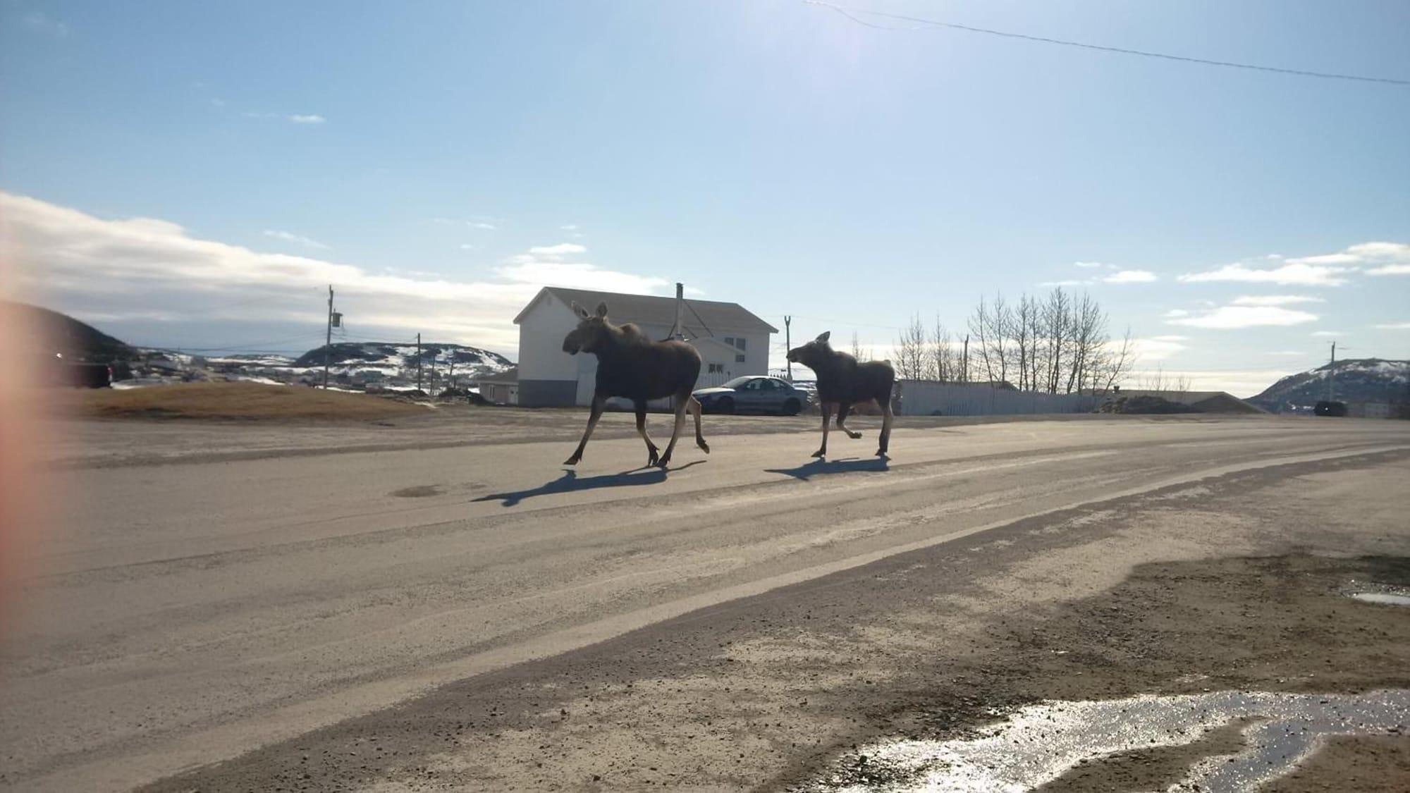 Grenfell Heritage Hotel and Suites by null