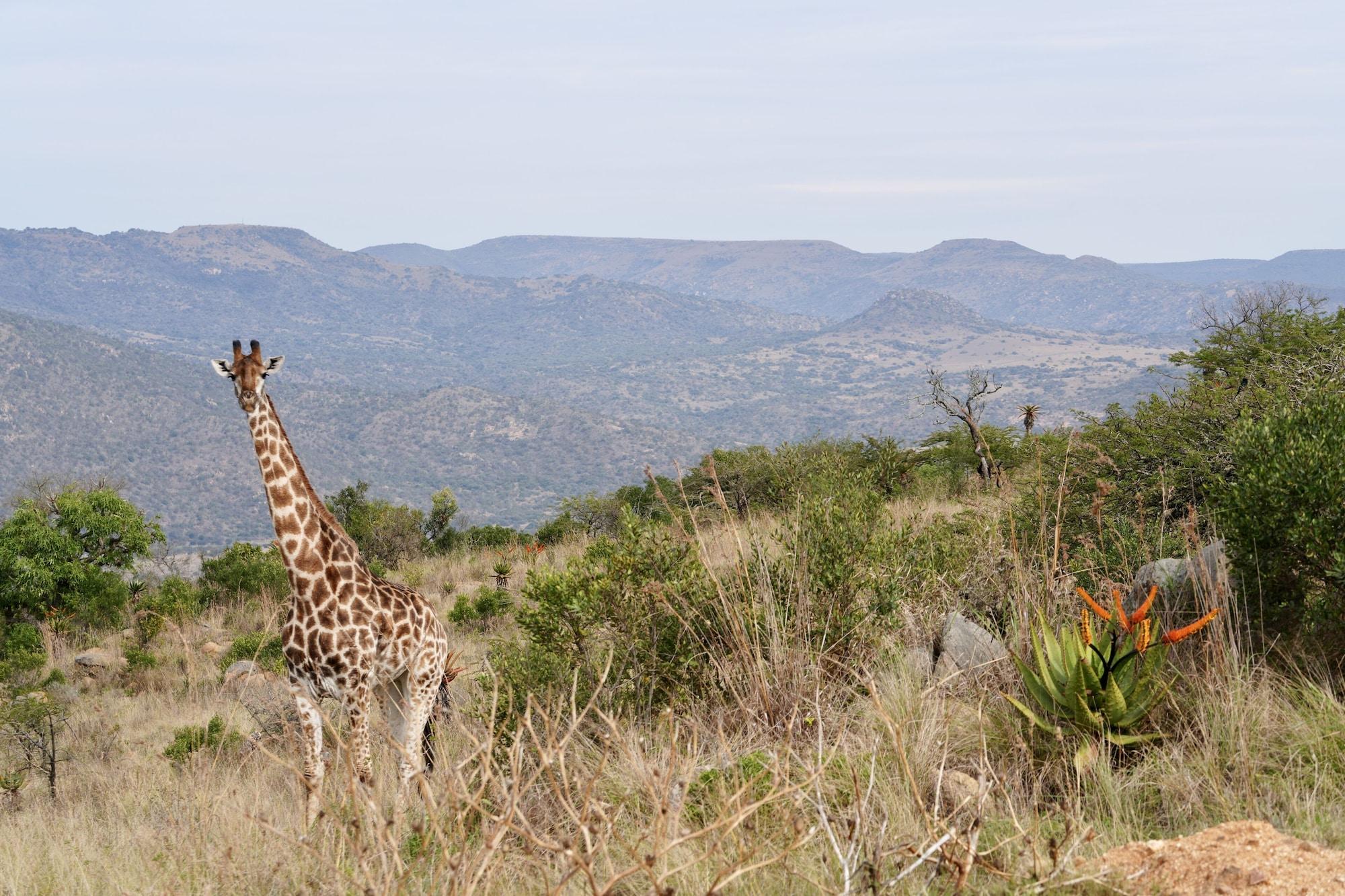 Babanango Game Reserve by null