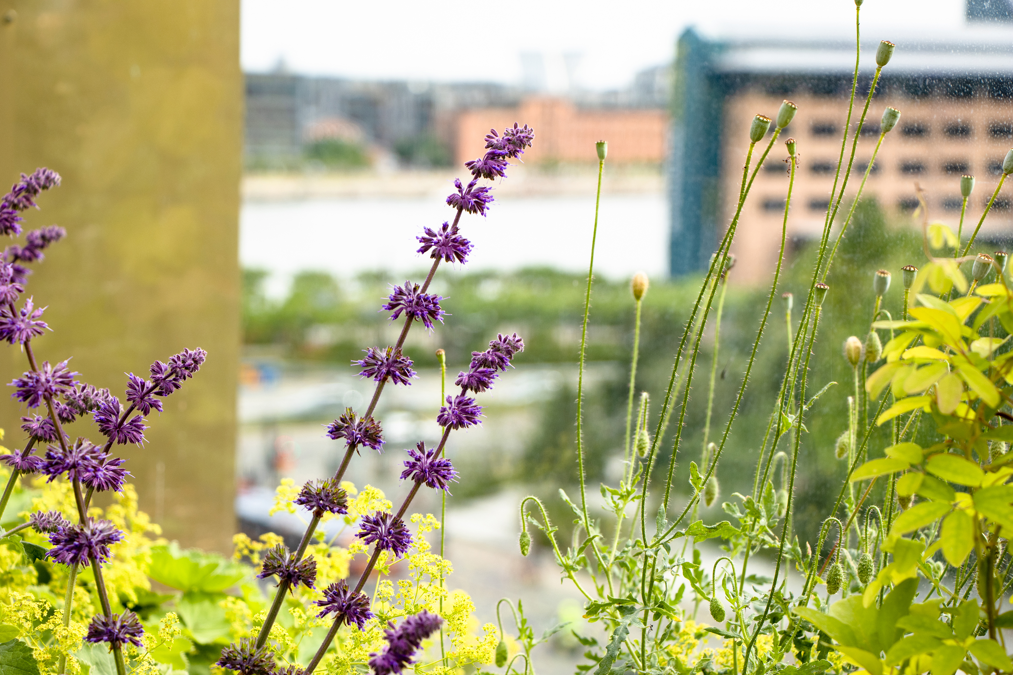 Next House Copenhagen by null