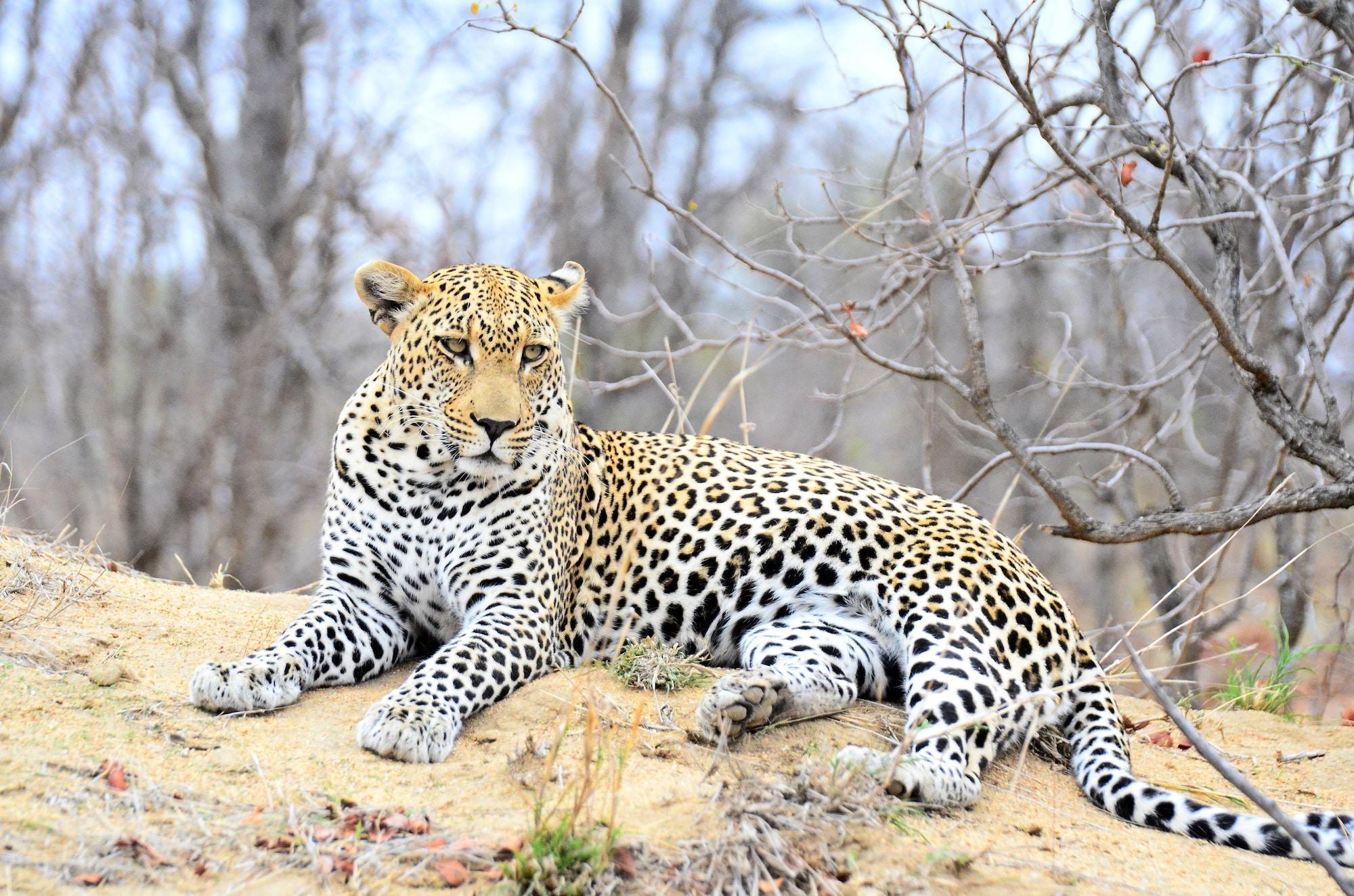 Simbavati River Lodge by null