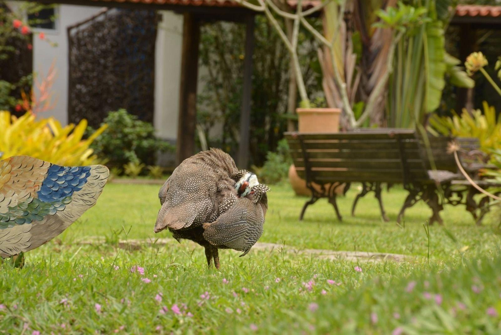 Resort Fazenda 3 Pinheiros